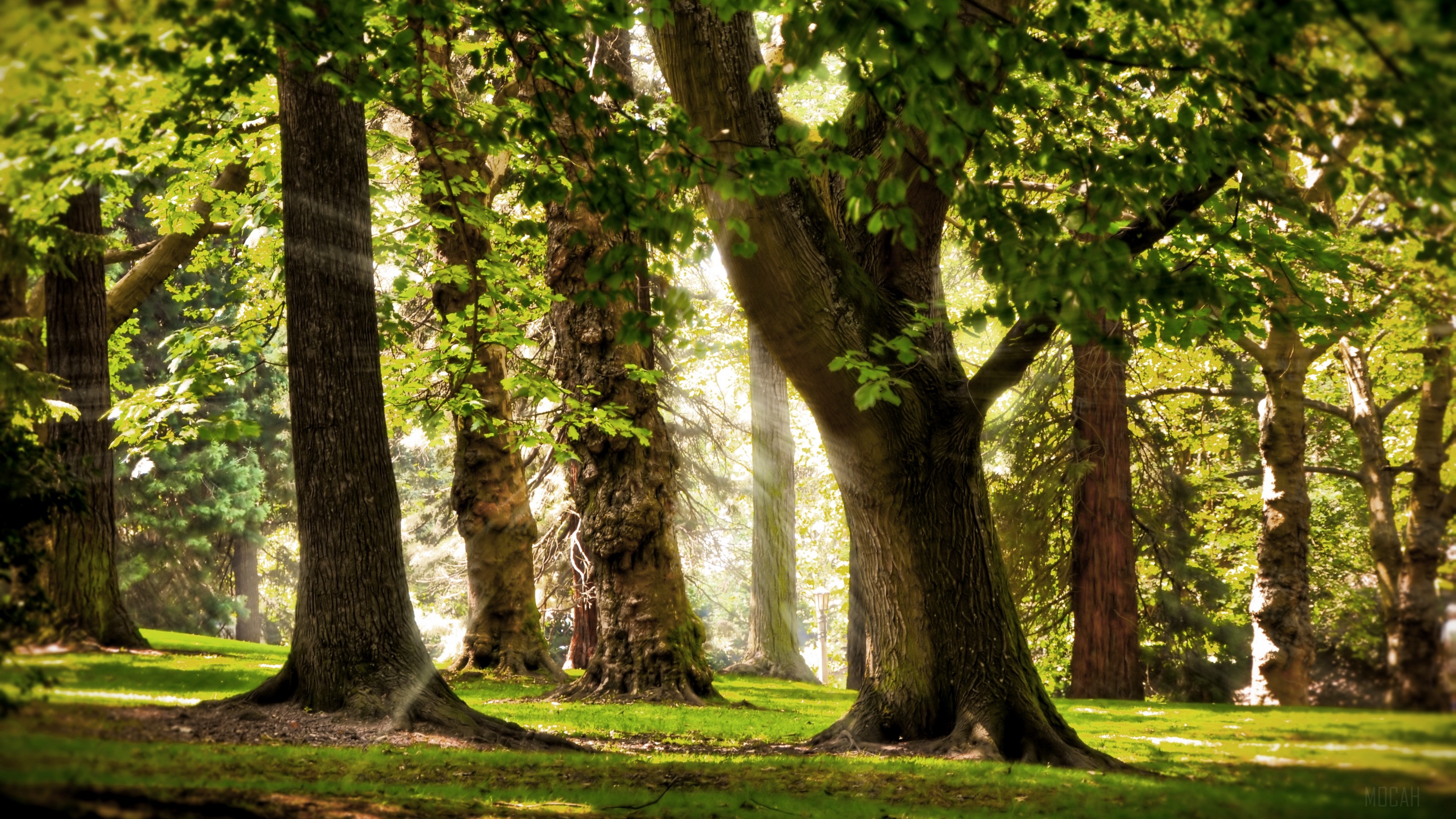 Sunbeams filtering through trees in a park HD Wallpaper