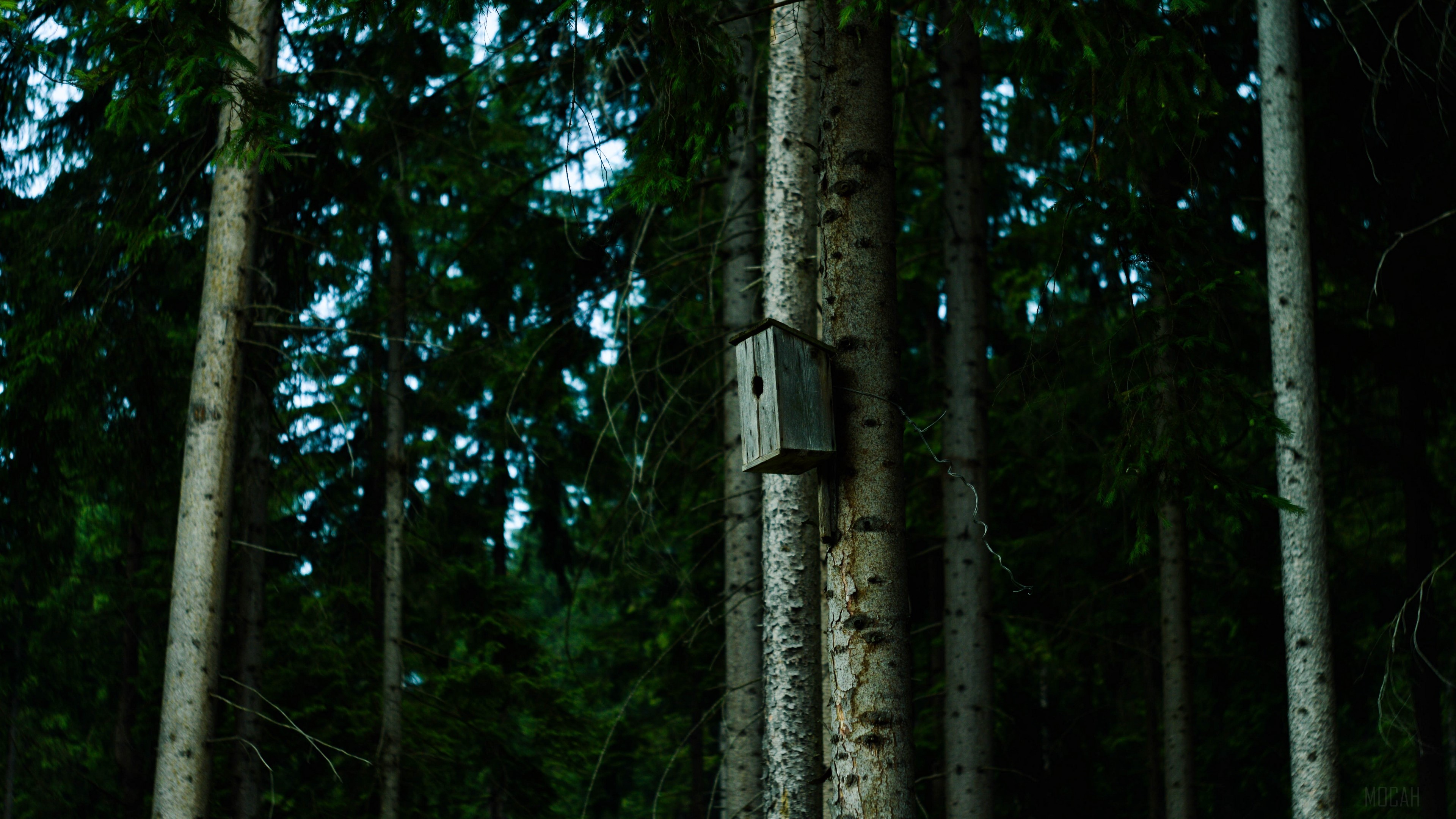 Birdhouse on a tree in a forest 4K HD Wallpaper