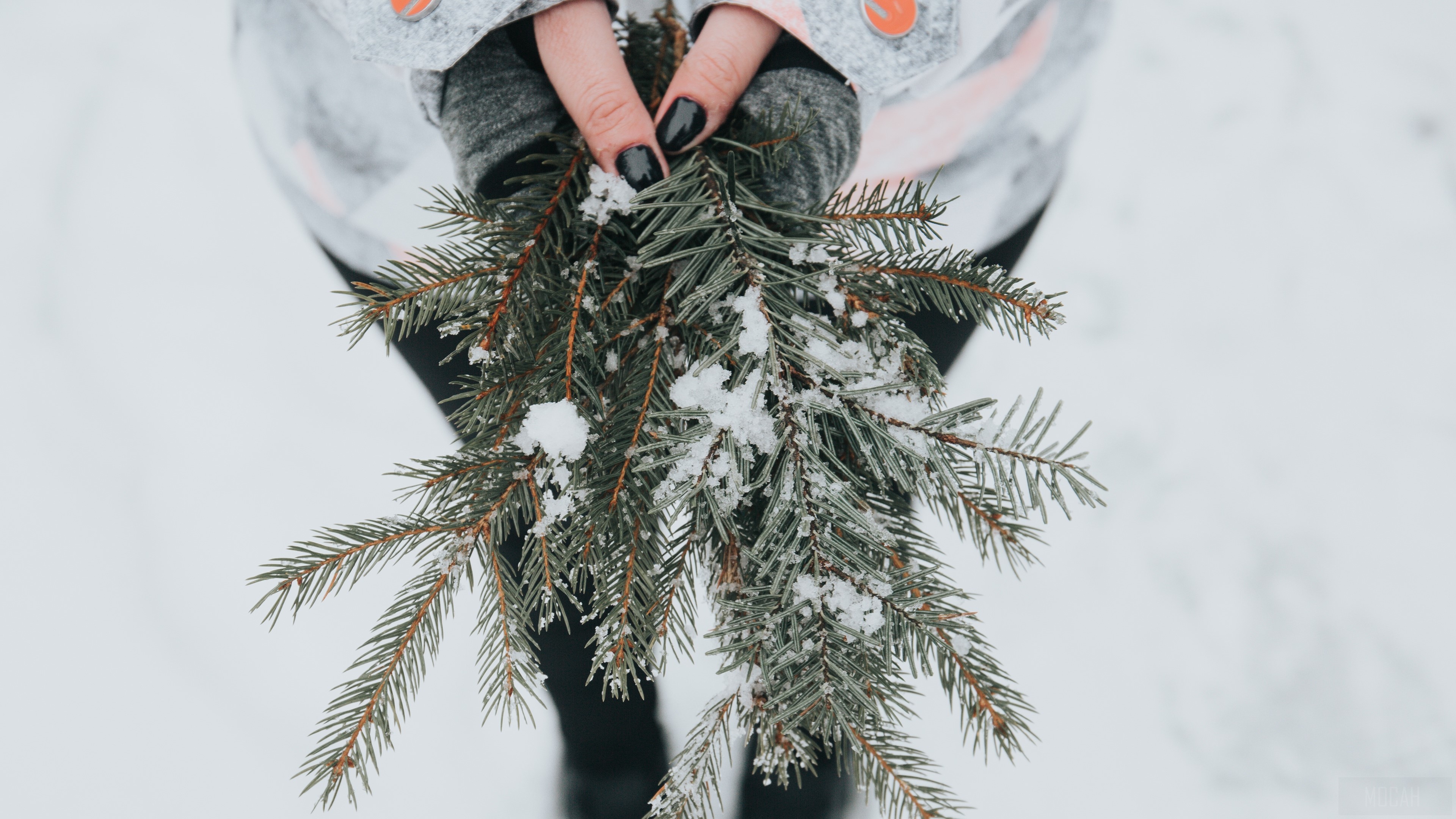 Hands holding fir branches with snow HD Wallpaper