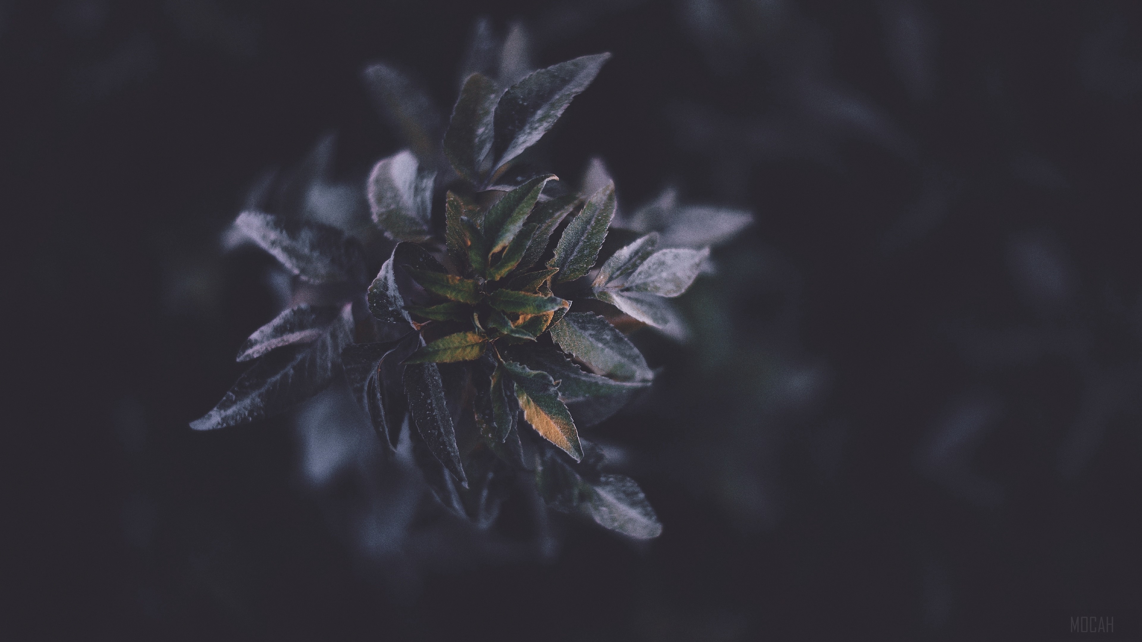 Dark foliage with frost 4K HD Wallpaper