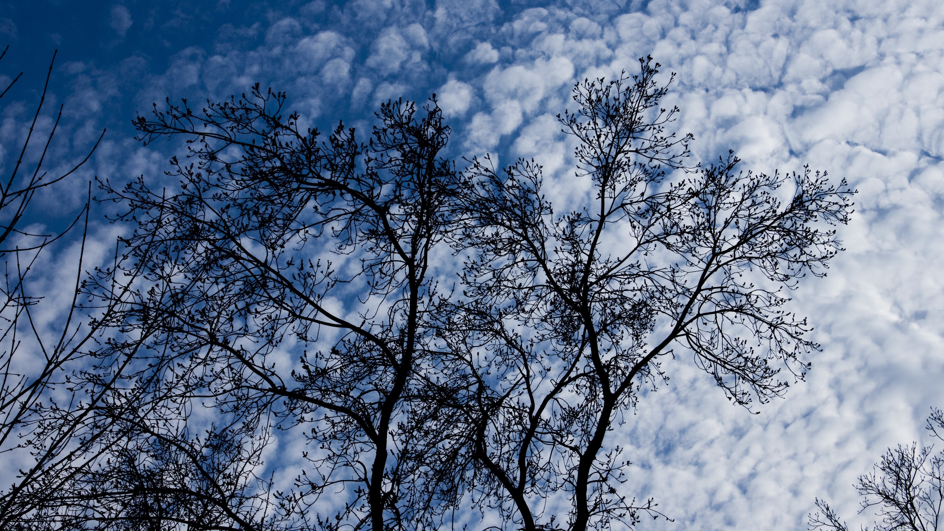 Silhouette of tree branches against a cloudy blue sky 4K HD Wallpaper