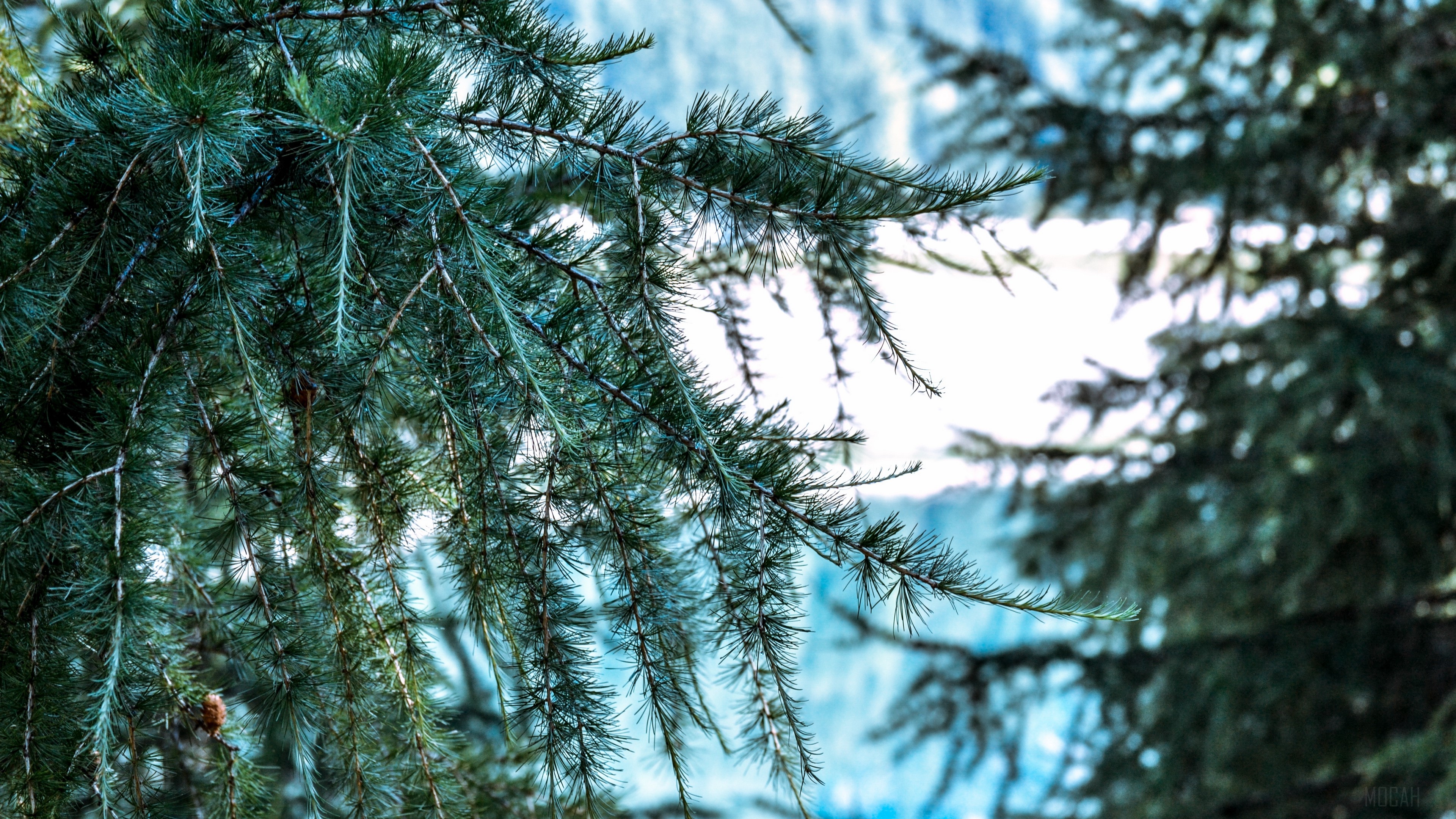 Close-up of pine tree branches with needles HD Wallpaper