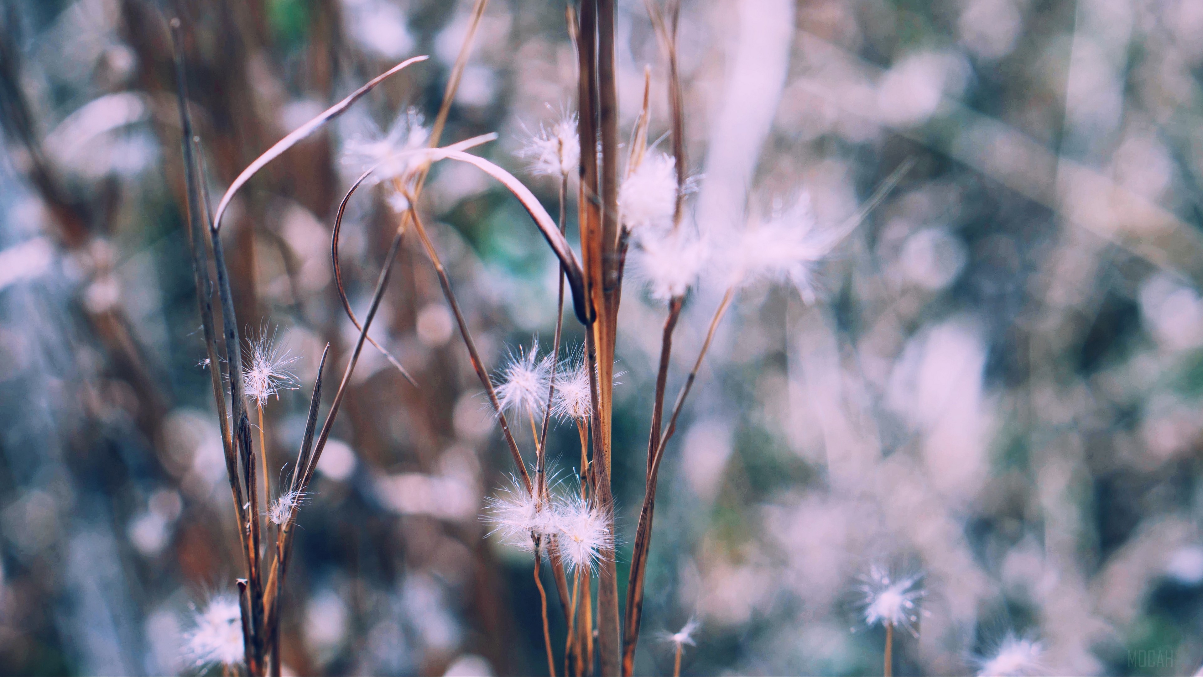 Dry plants with fluffy seeds in soft focus 4K HD Wallpaper