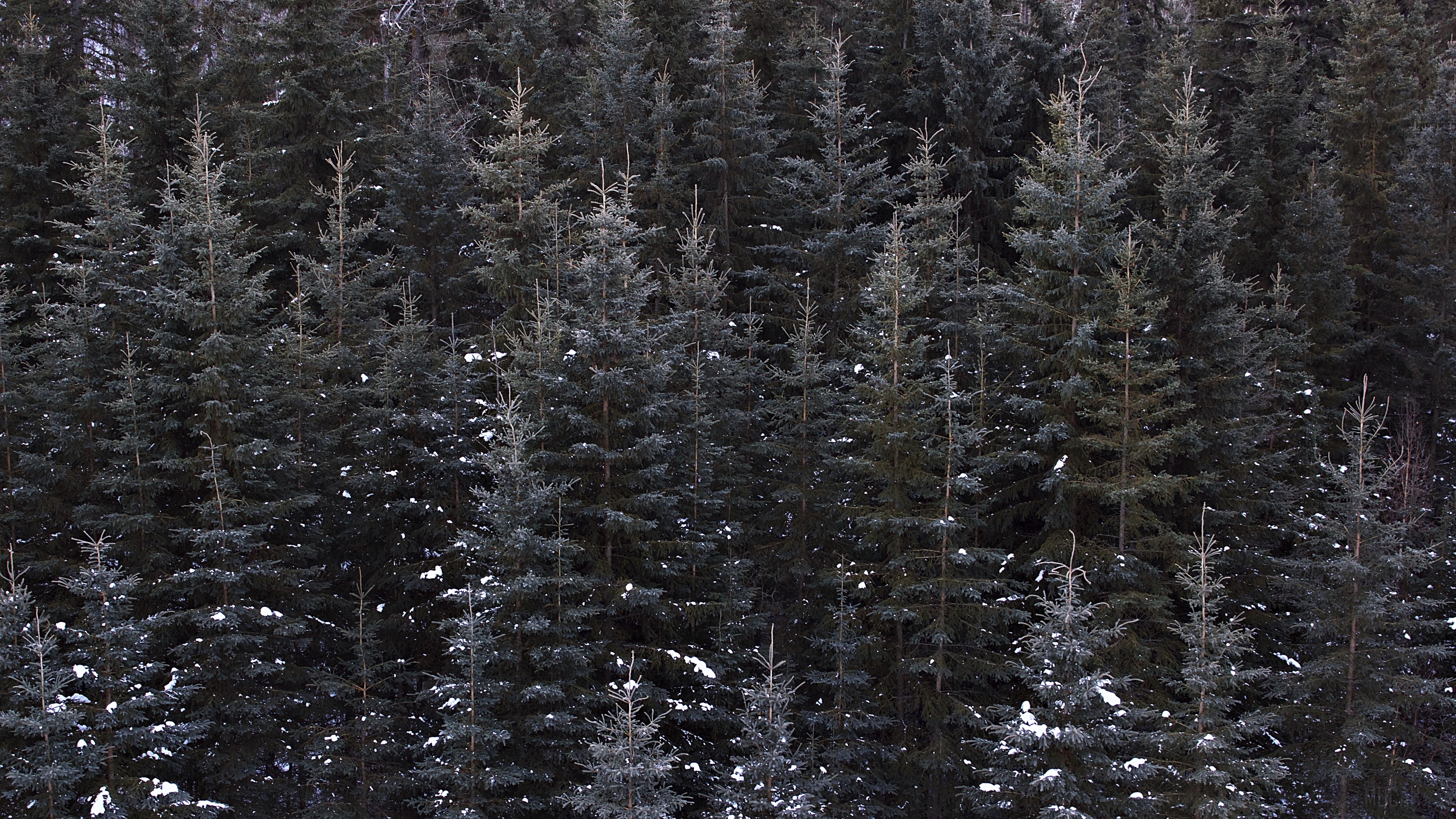 Dense forest with snow-covered pine trees HD Wallpaper