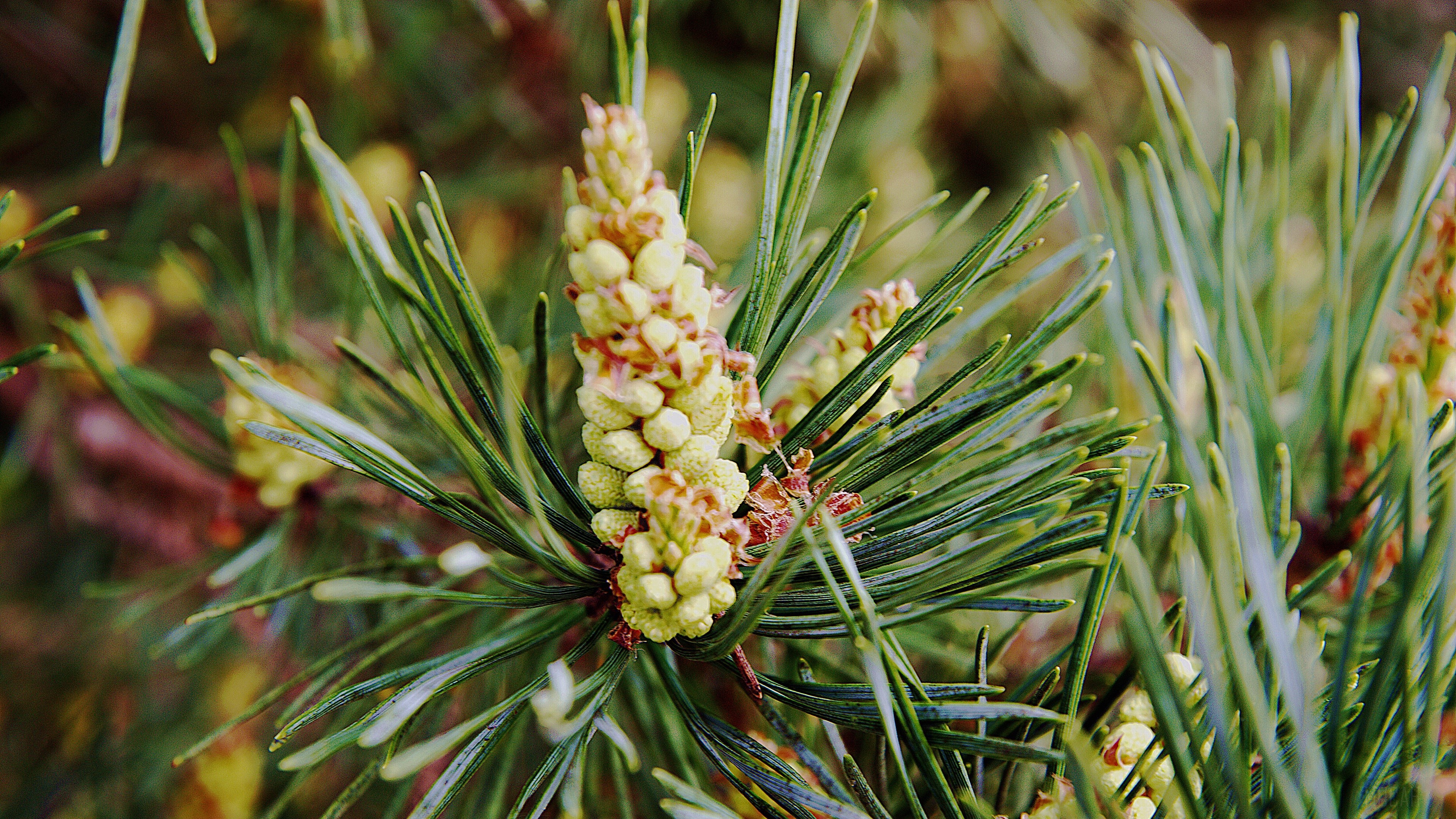 Pine tree needles and developing cones 4K HD Wallpaper