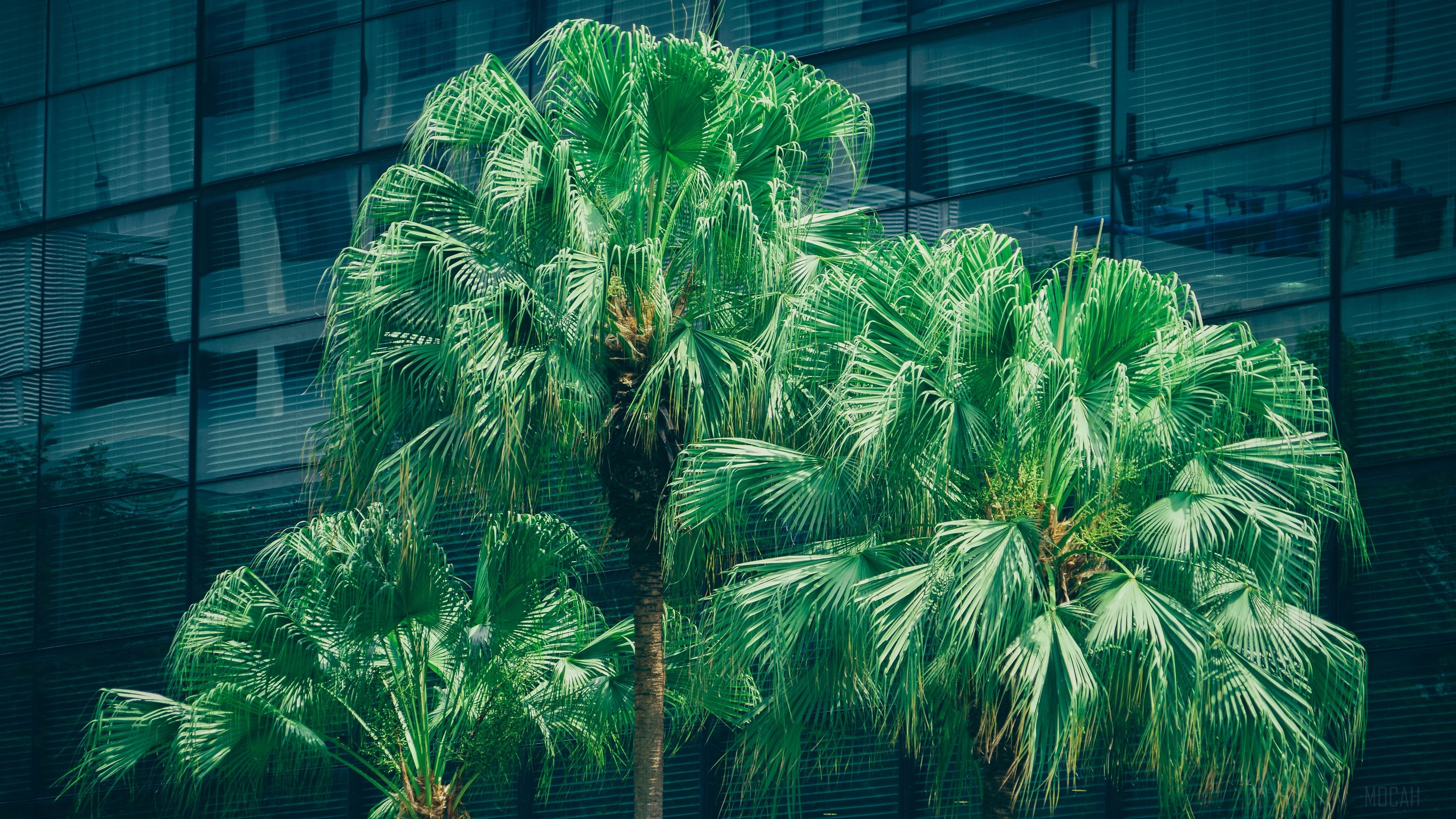 Palm trees in front of a modern building HD Wallpaper