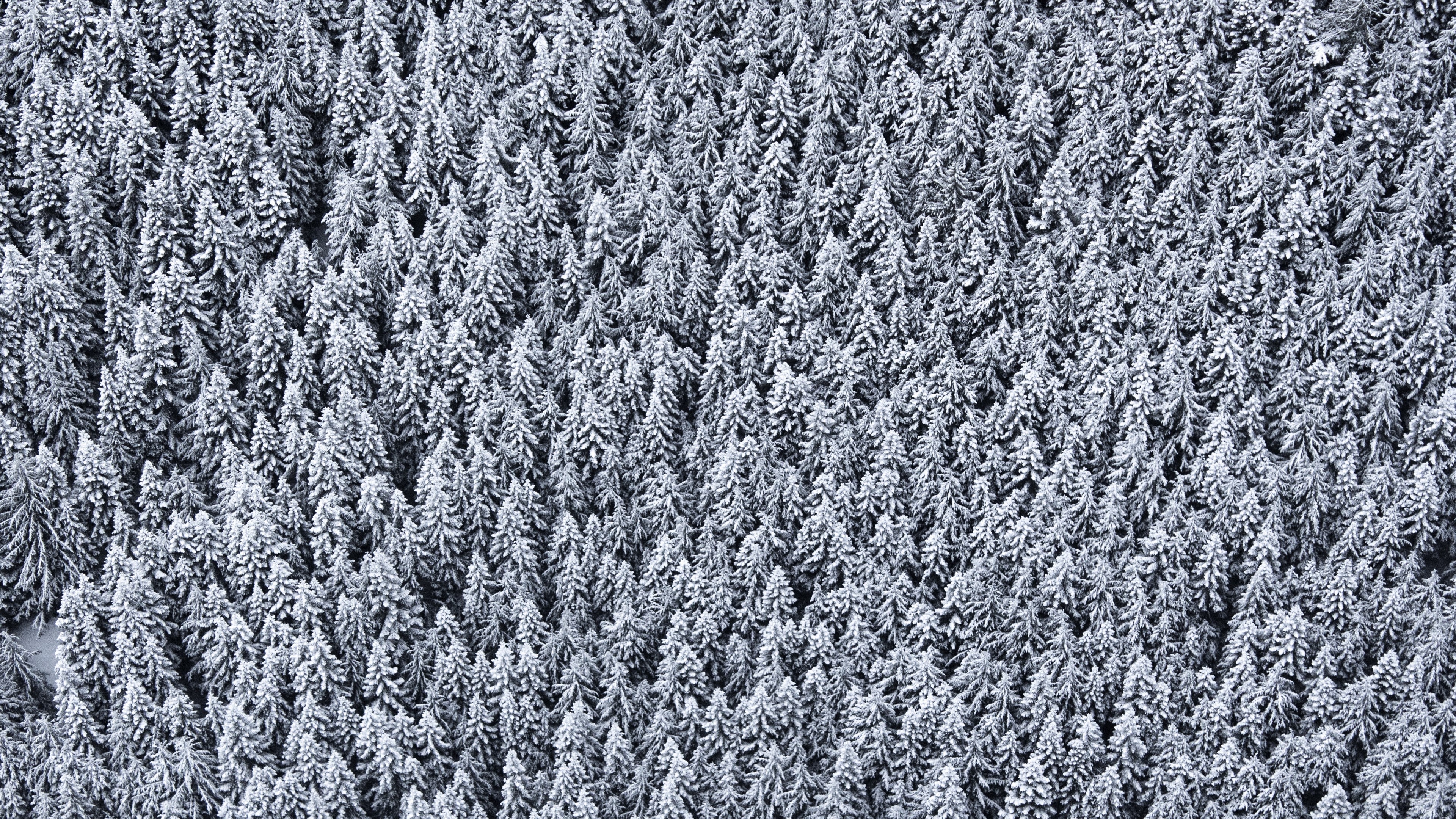 Snowy forest from a top view, 4K HD Wallpaper