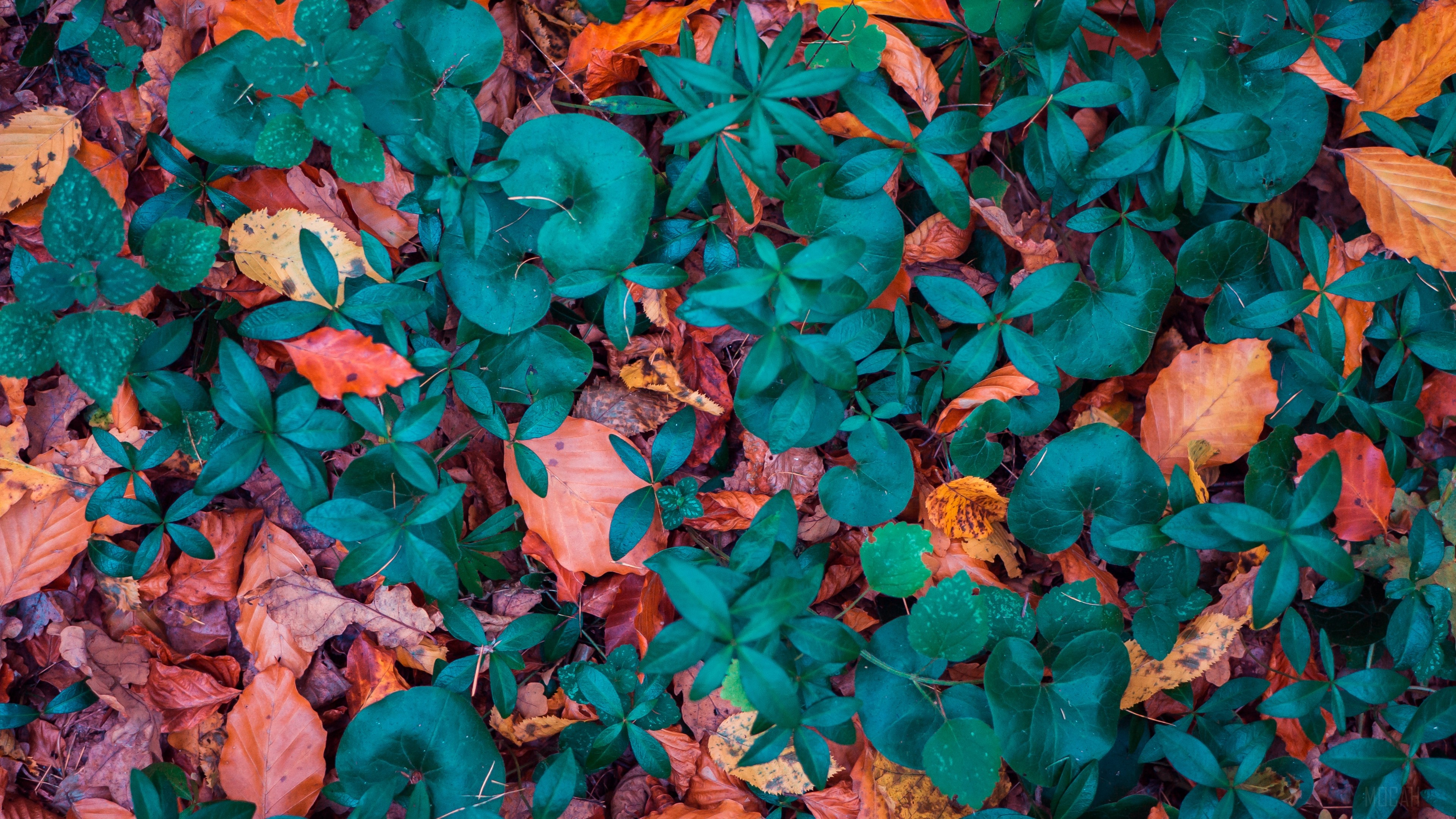 Fallen autumn leaves and green plants 4K HD Wallpaper