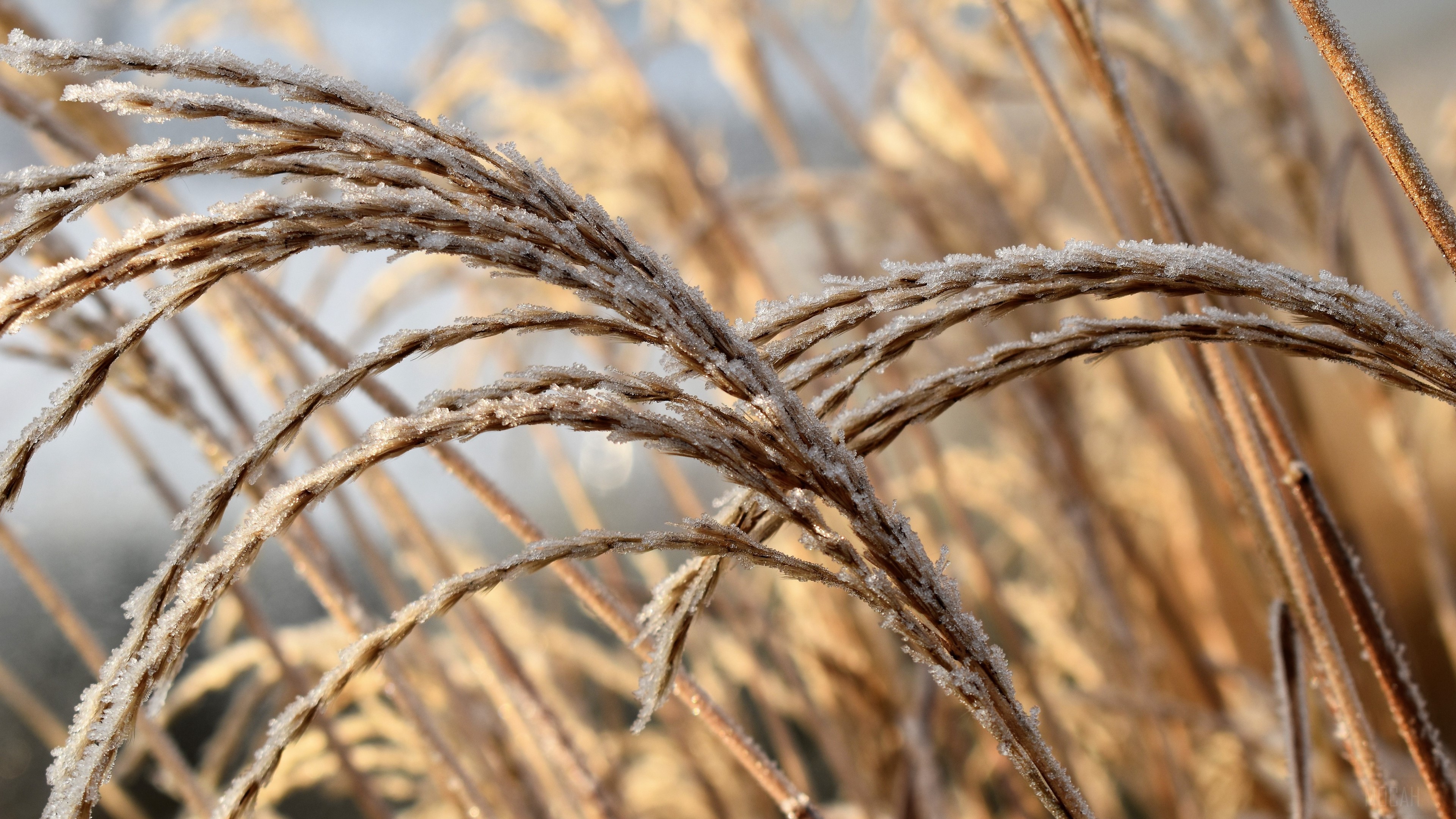 Frost on dry grass stalks in winter HD Wallpaper