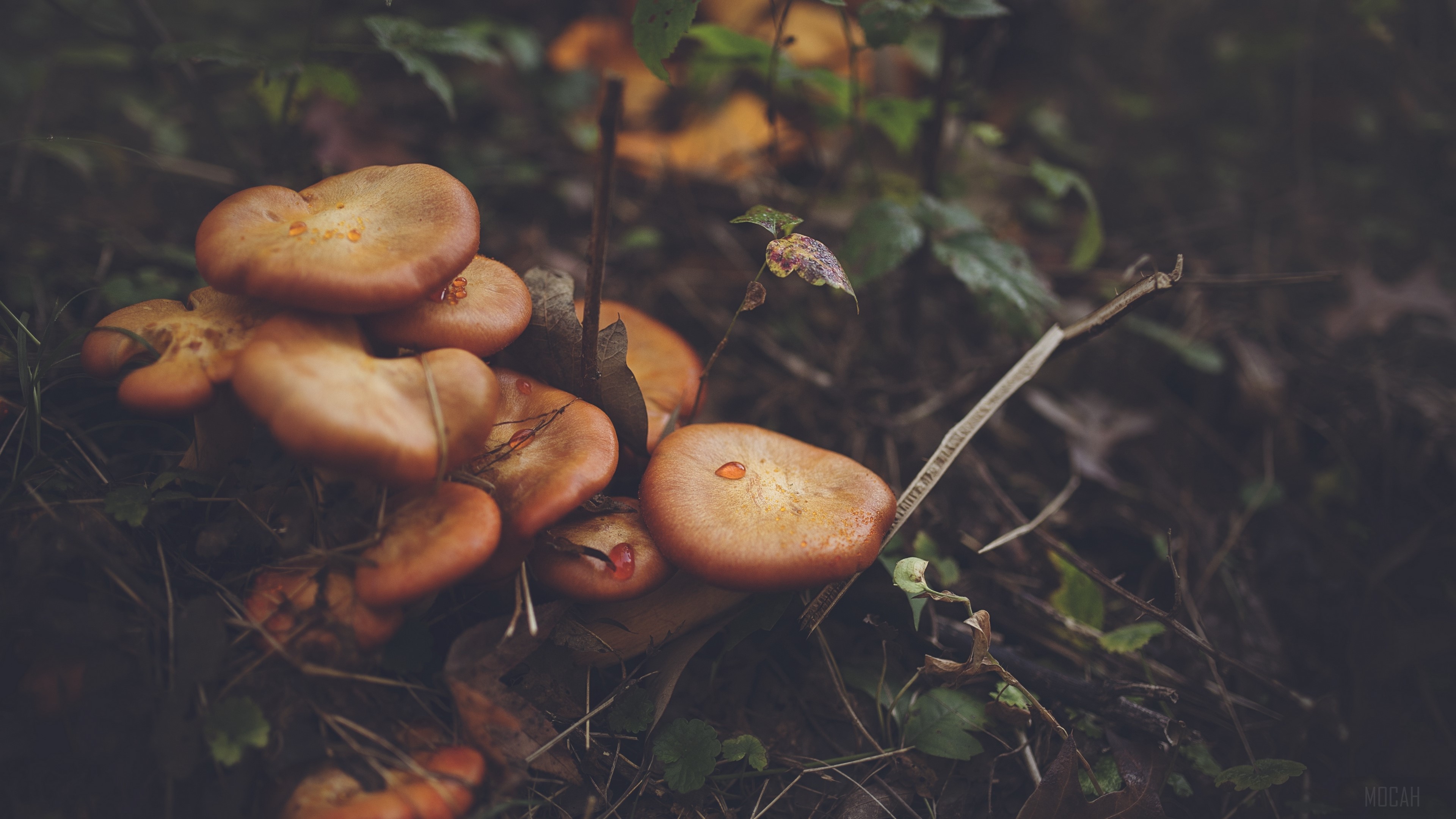 Mushrooms and leaves in forest 4K HD Wallpaper
