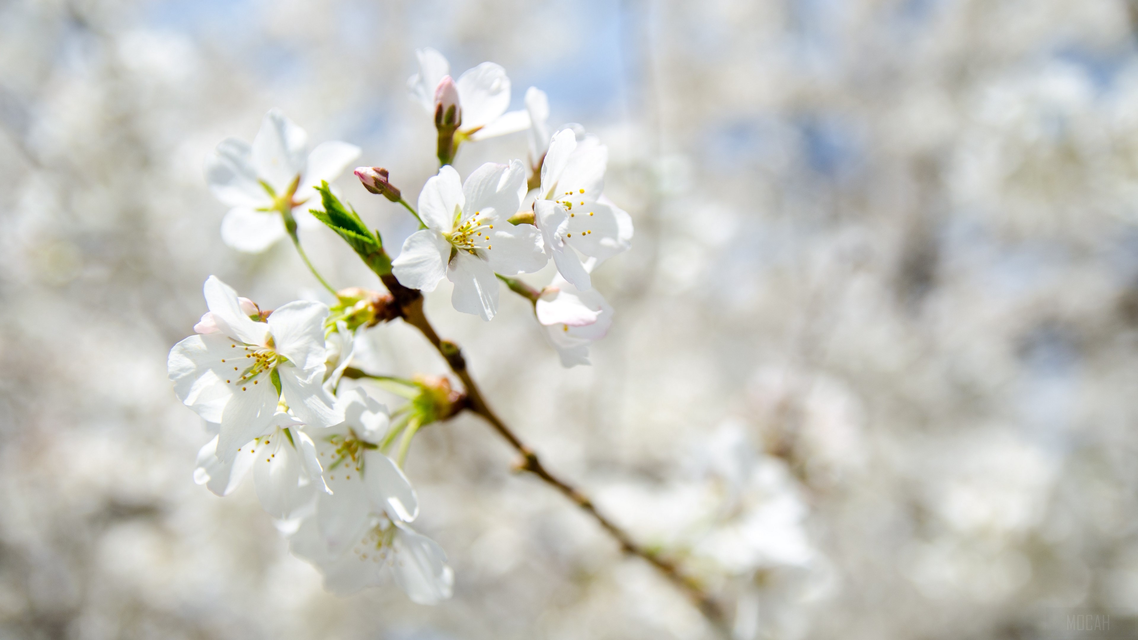 White cherry blossoms on a branch in spring 4K HD Wallpaper