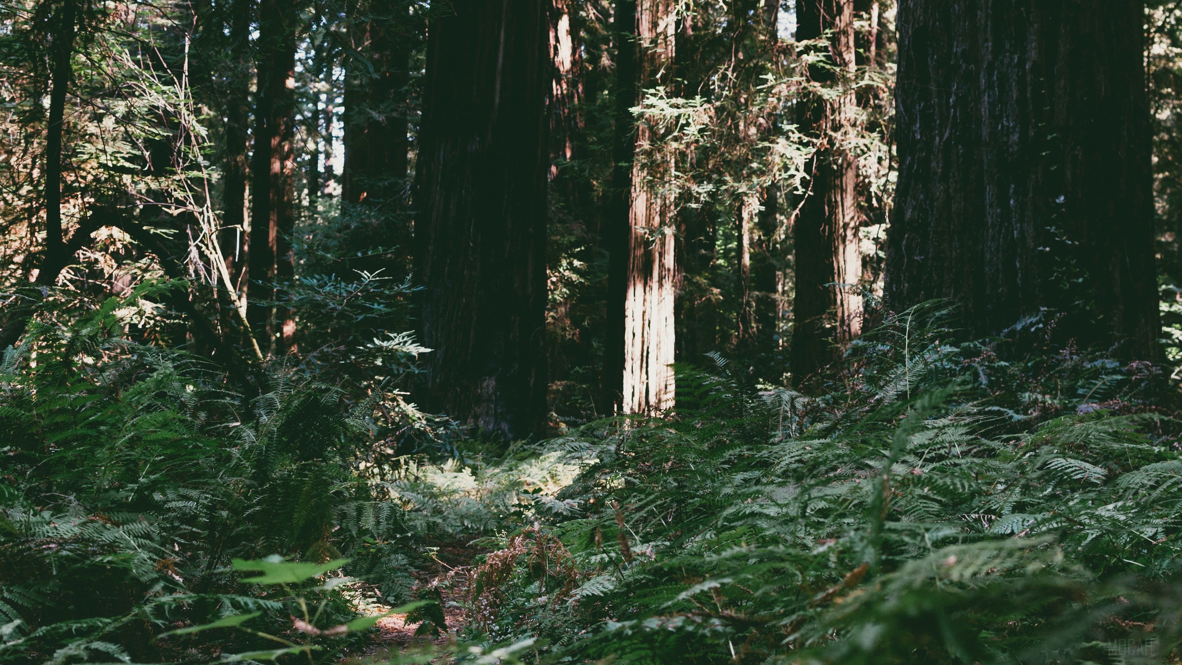 Redwood forest with ferns and sunlight HD Wallpaper