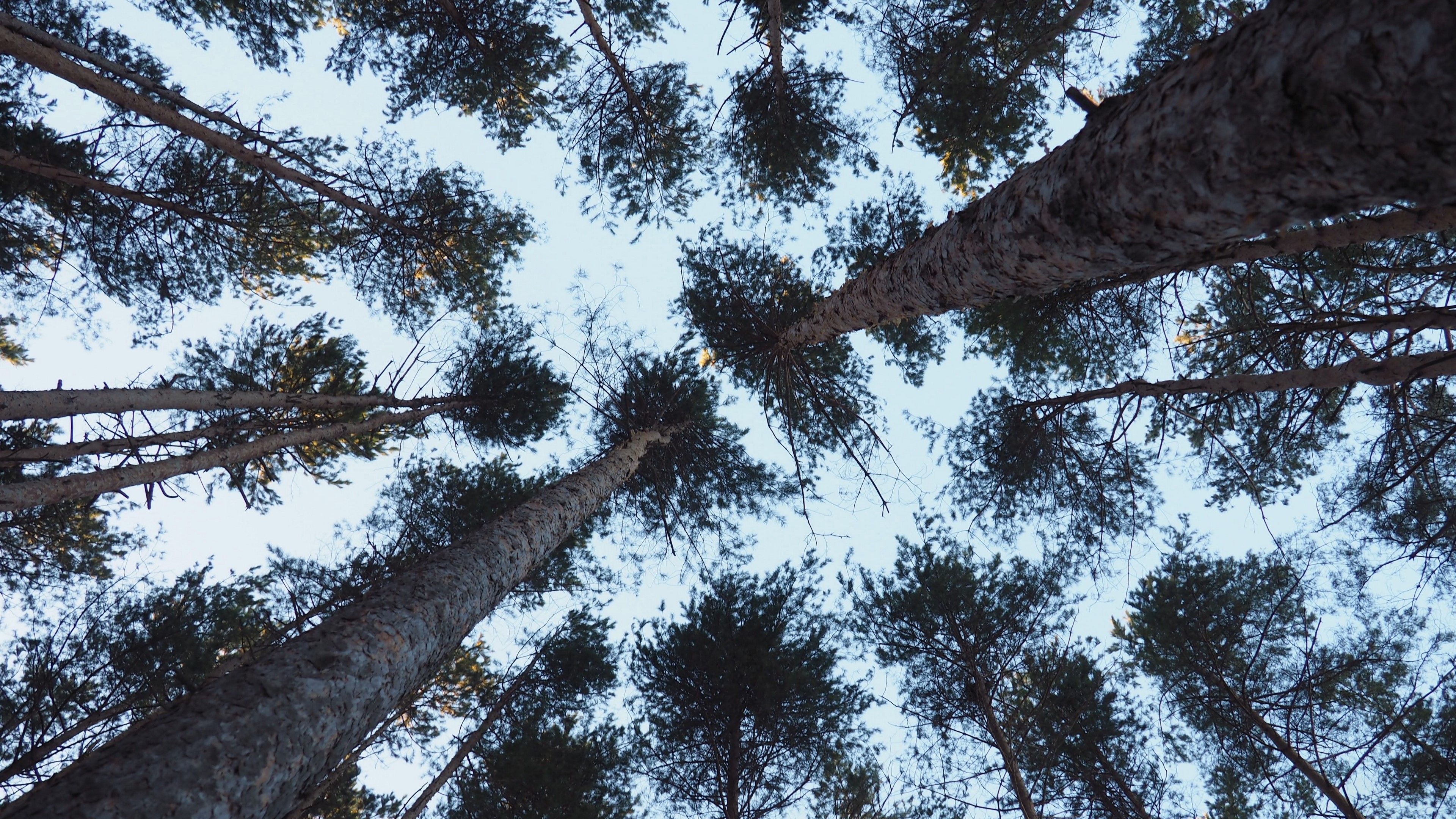Looking up at tall pine trees with branches against the sky HD Wallpaper