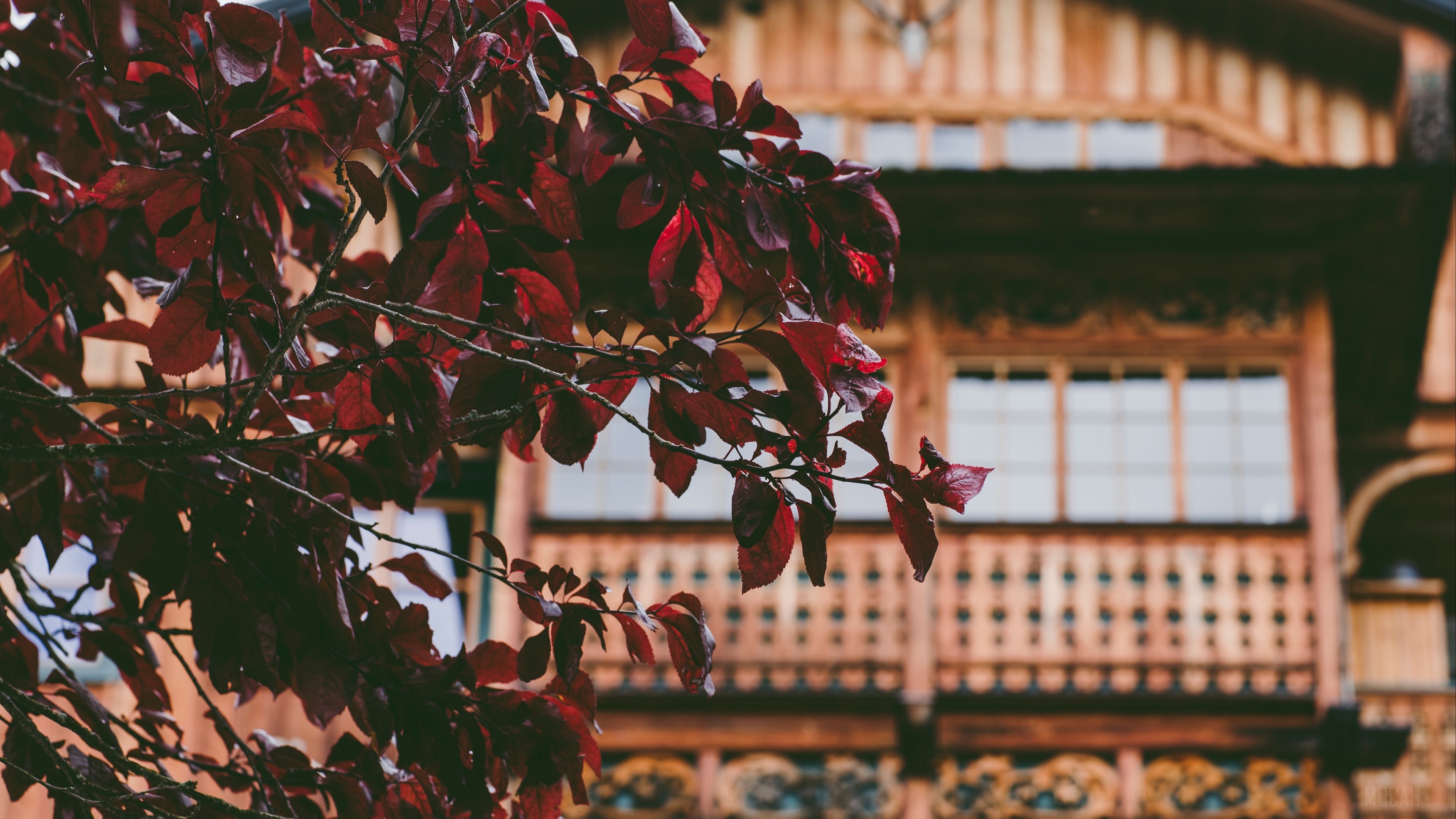 Red leaves in front of a wooden house HD Wallpaper