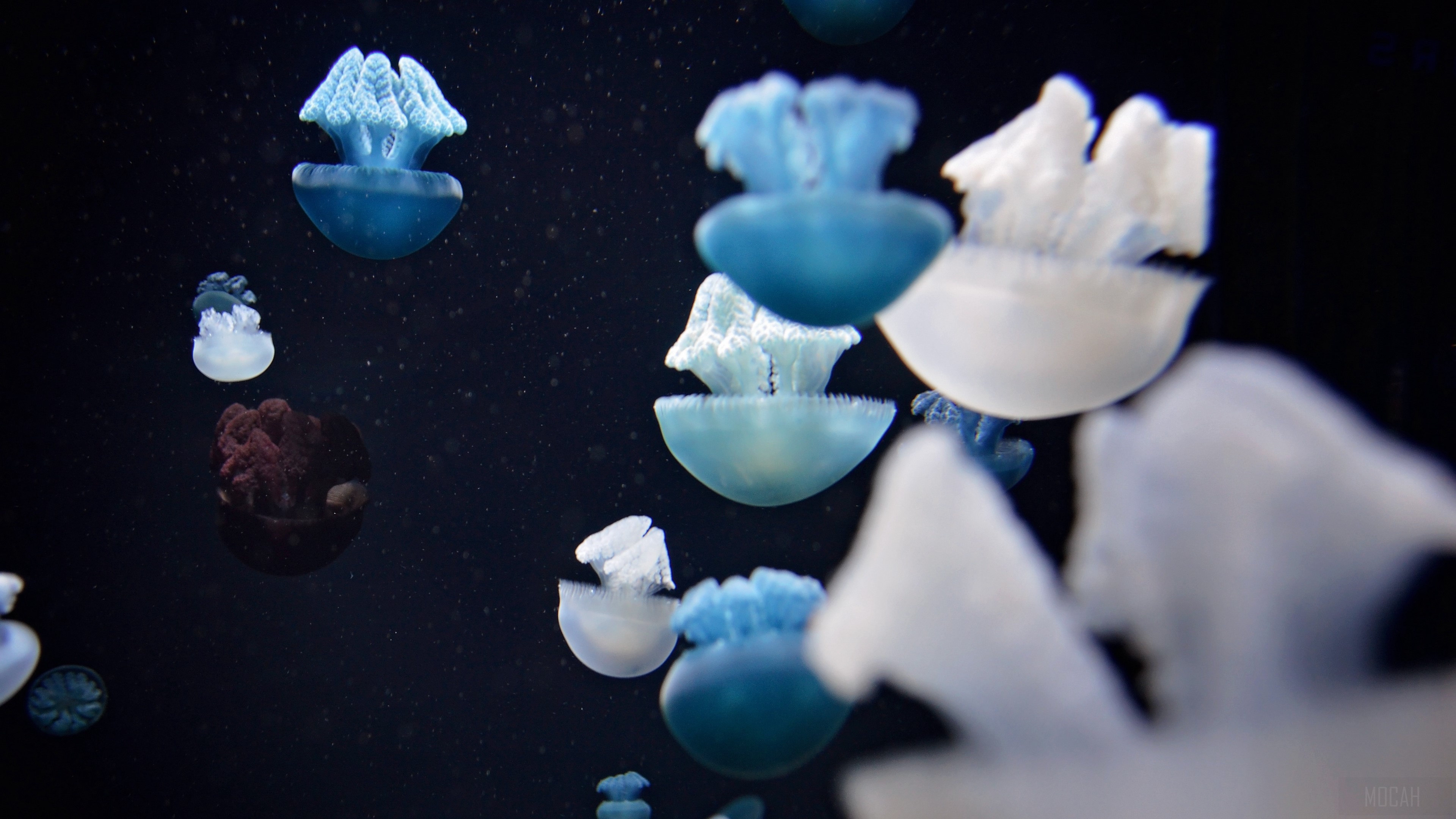 Blue and white jellyfish swimming in dark water 4K HD Wallpaper