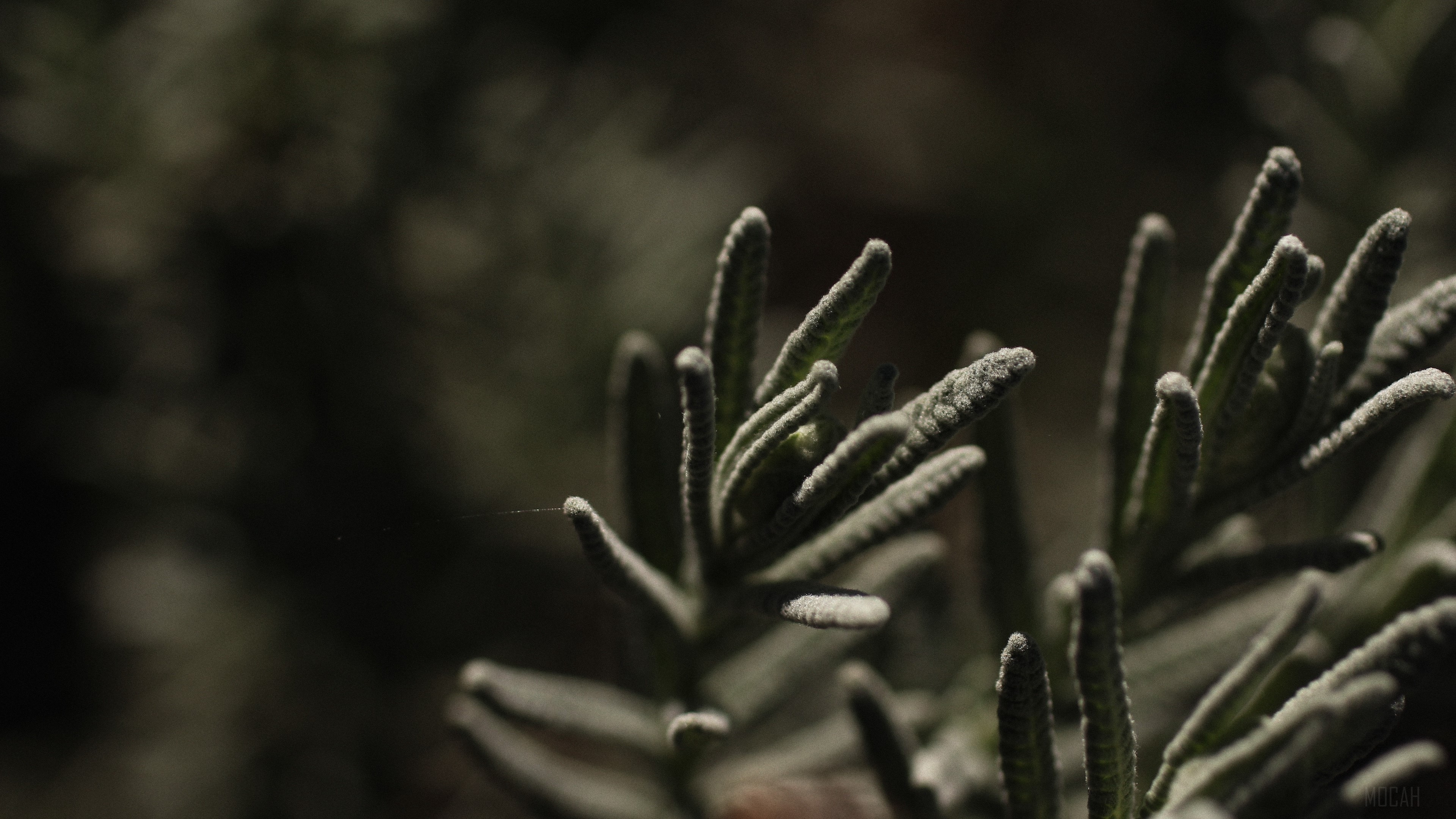 Close-up of a fuzzy plant branch in 4K HD Wallpaper