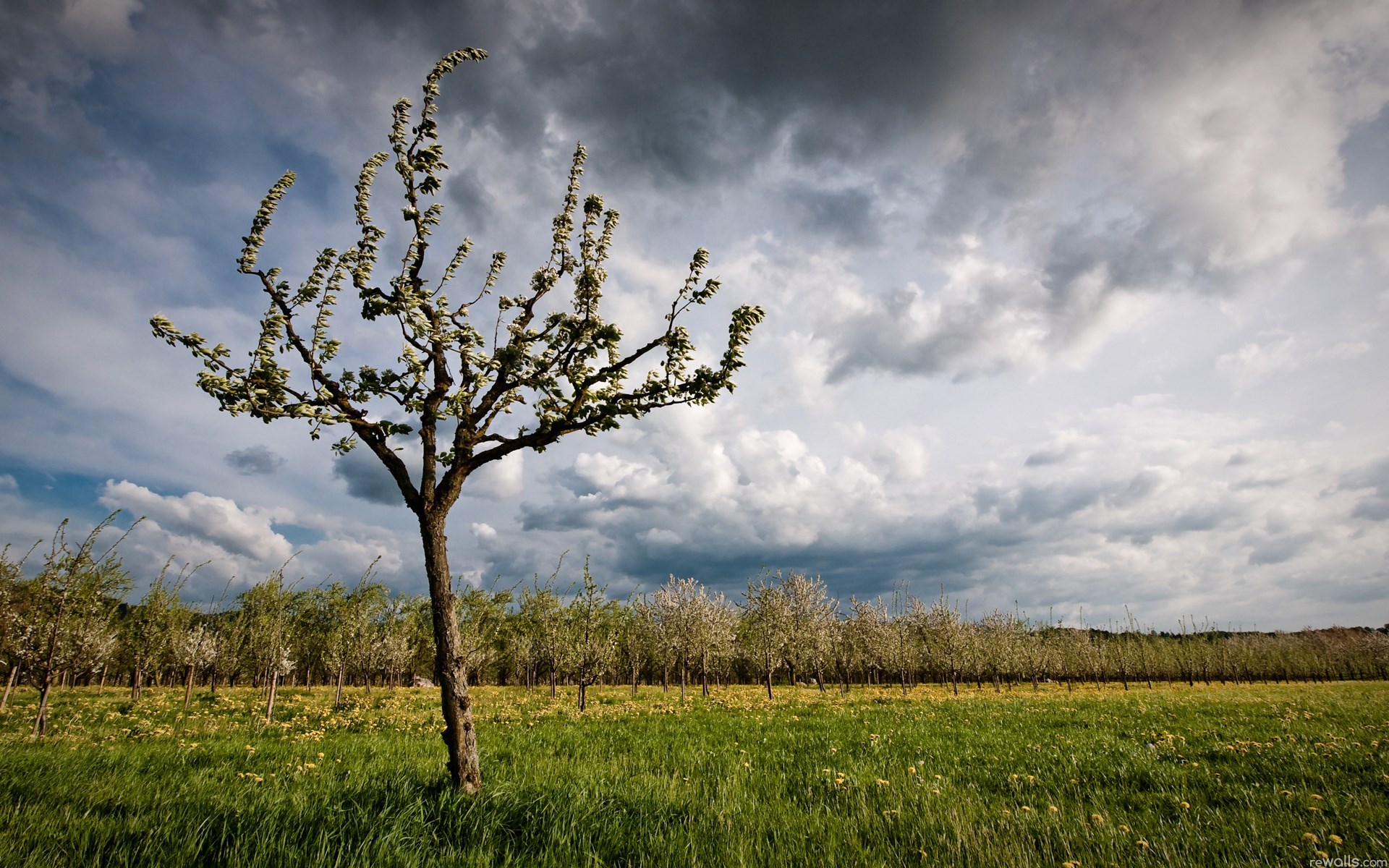 Orchard with blooming trees under a cloudy sky HD Wallpaper