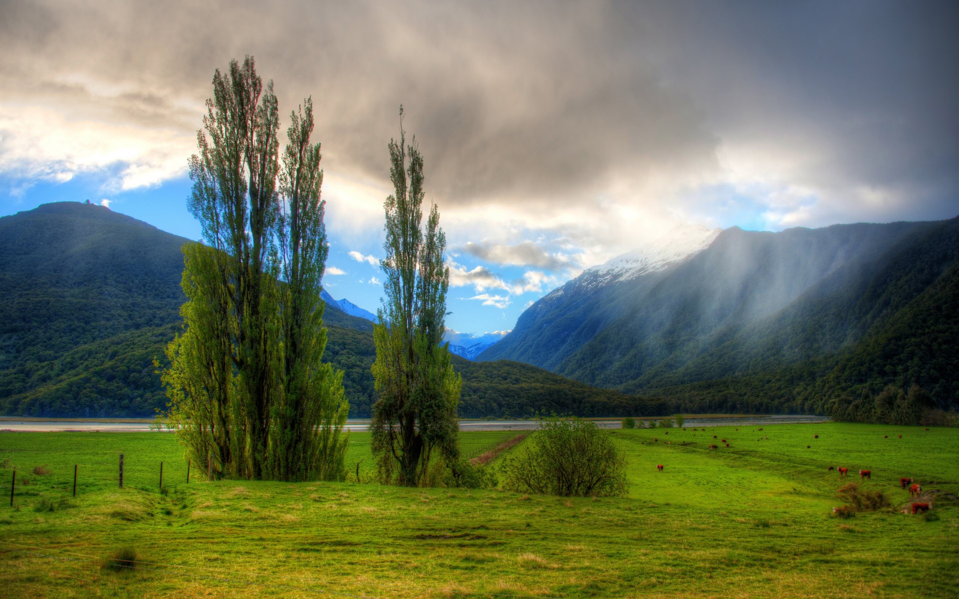 Tall trees in a green field with mountains and clouds HD Wallpaper