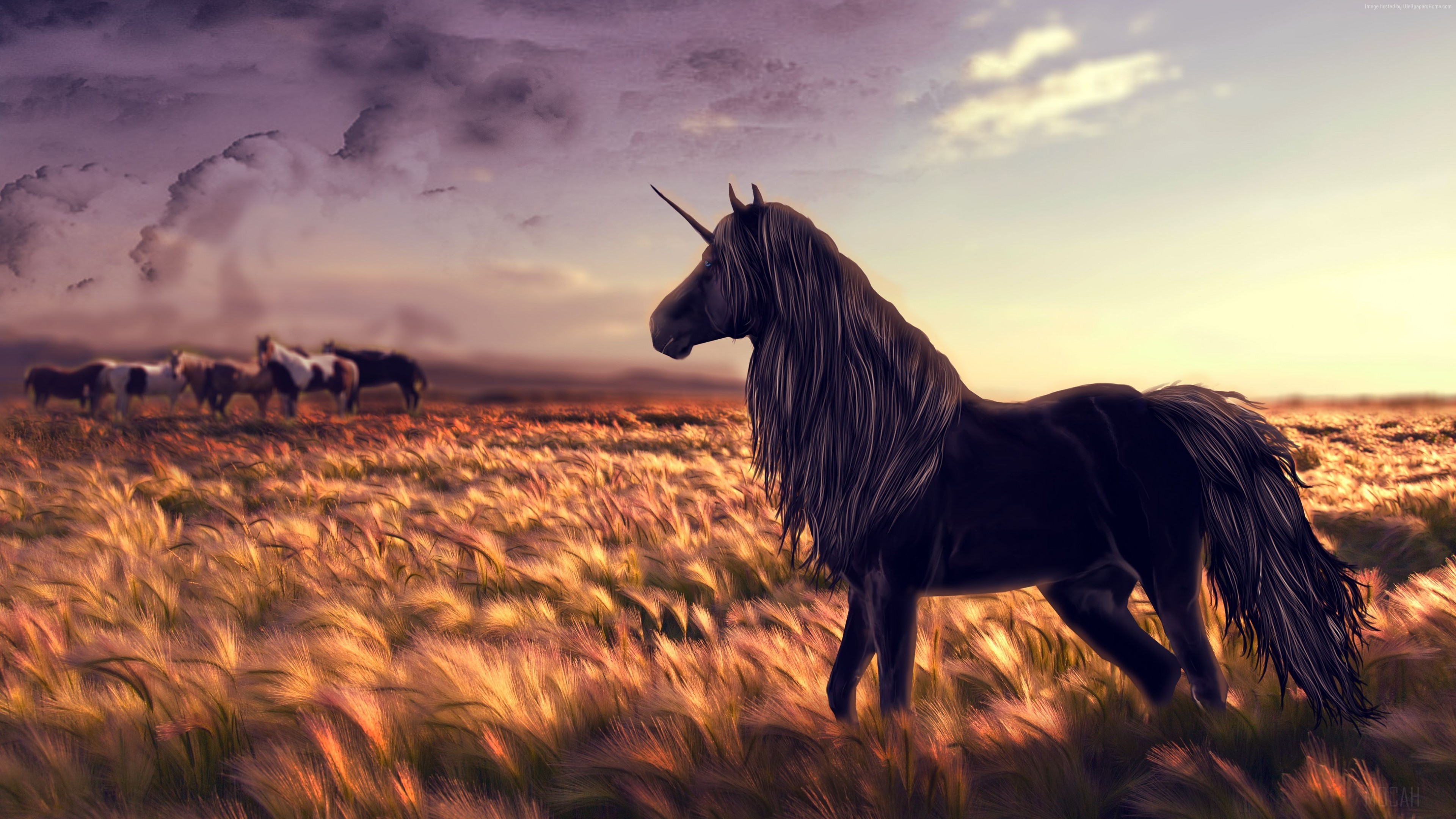 Black Unicorn in a Field at Sunset 4K HD Wallpaper