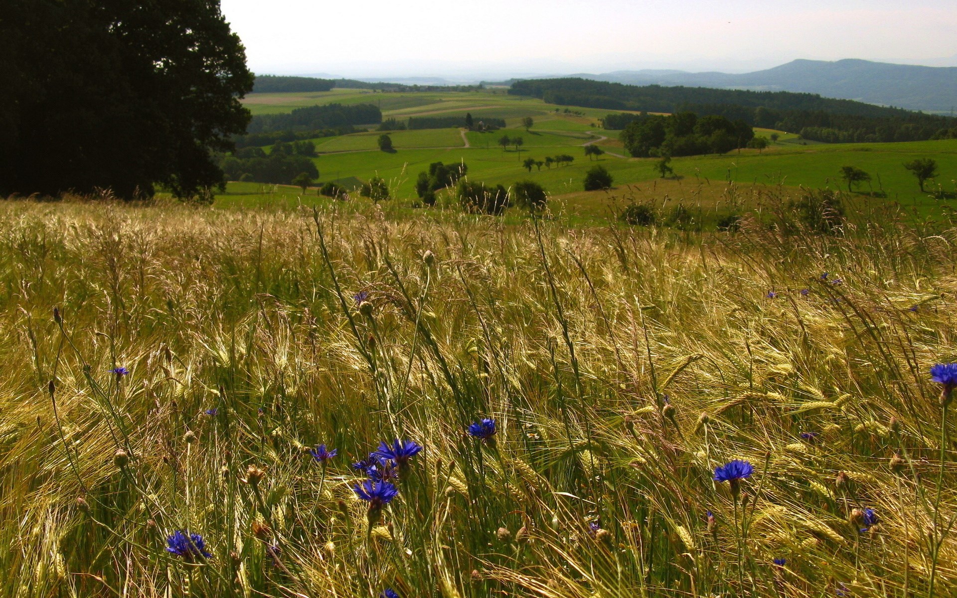 Field of wheat and cornflowers with rolling hills HD Wallpaper
