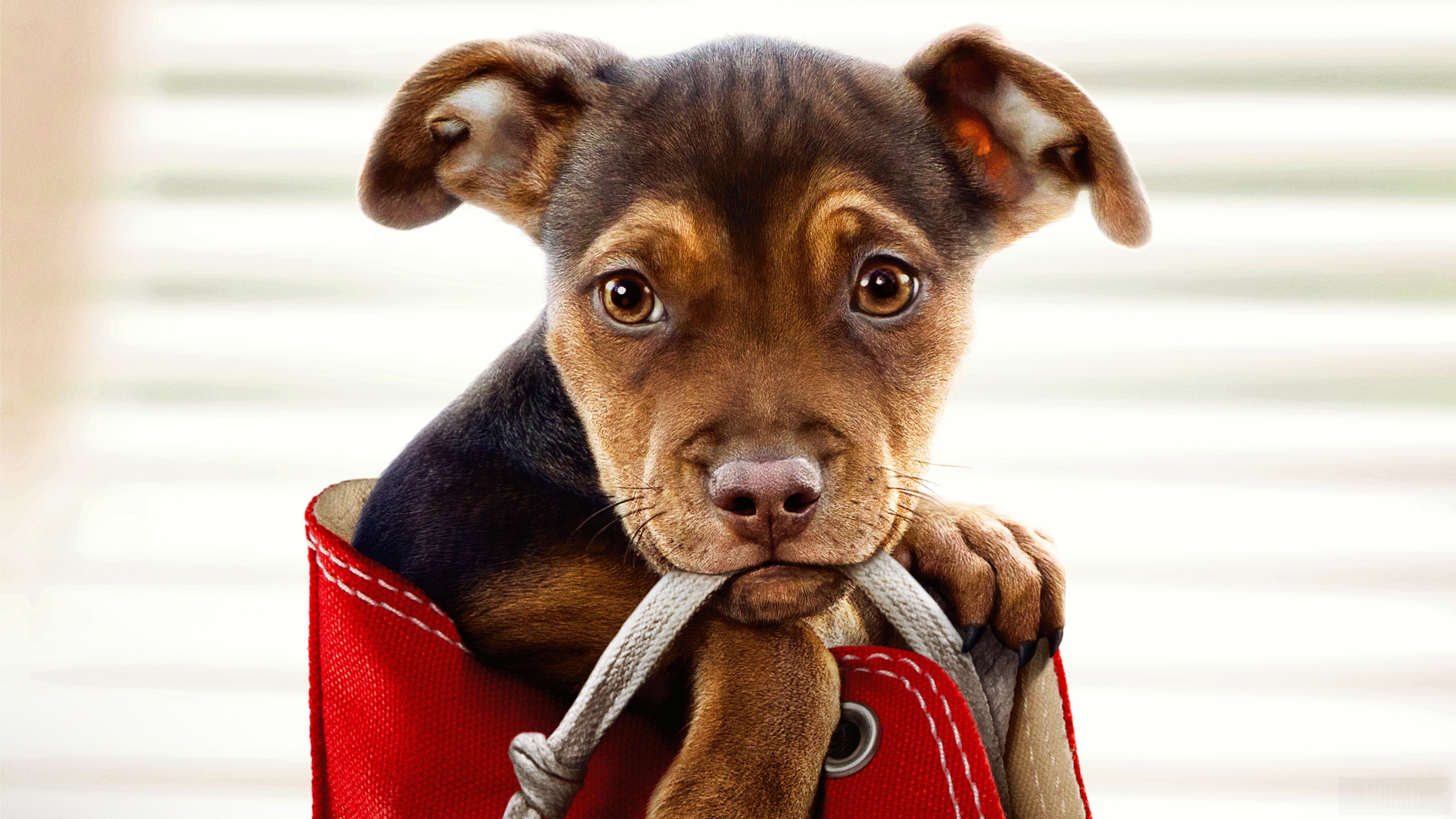 A Dog's Way Home Movie 2019 4K HD Wallpaper