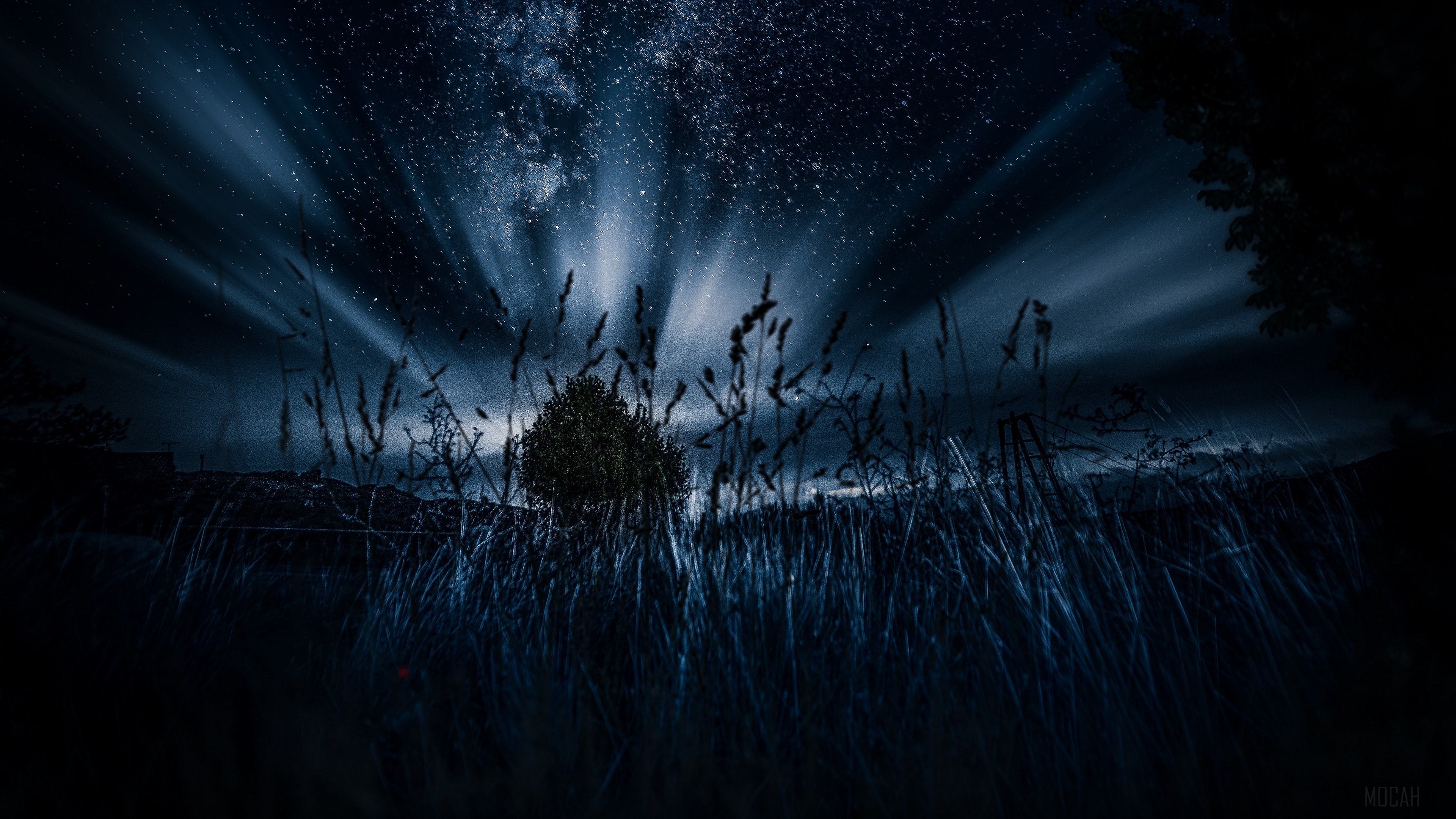 Starry night sky over grass and a tree HD Wallpaper