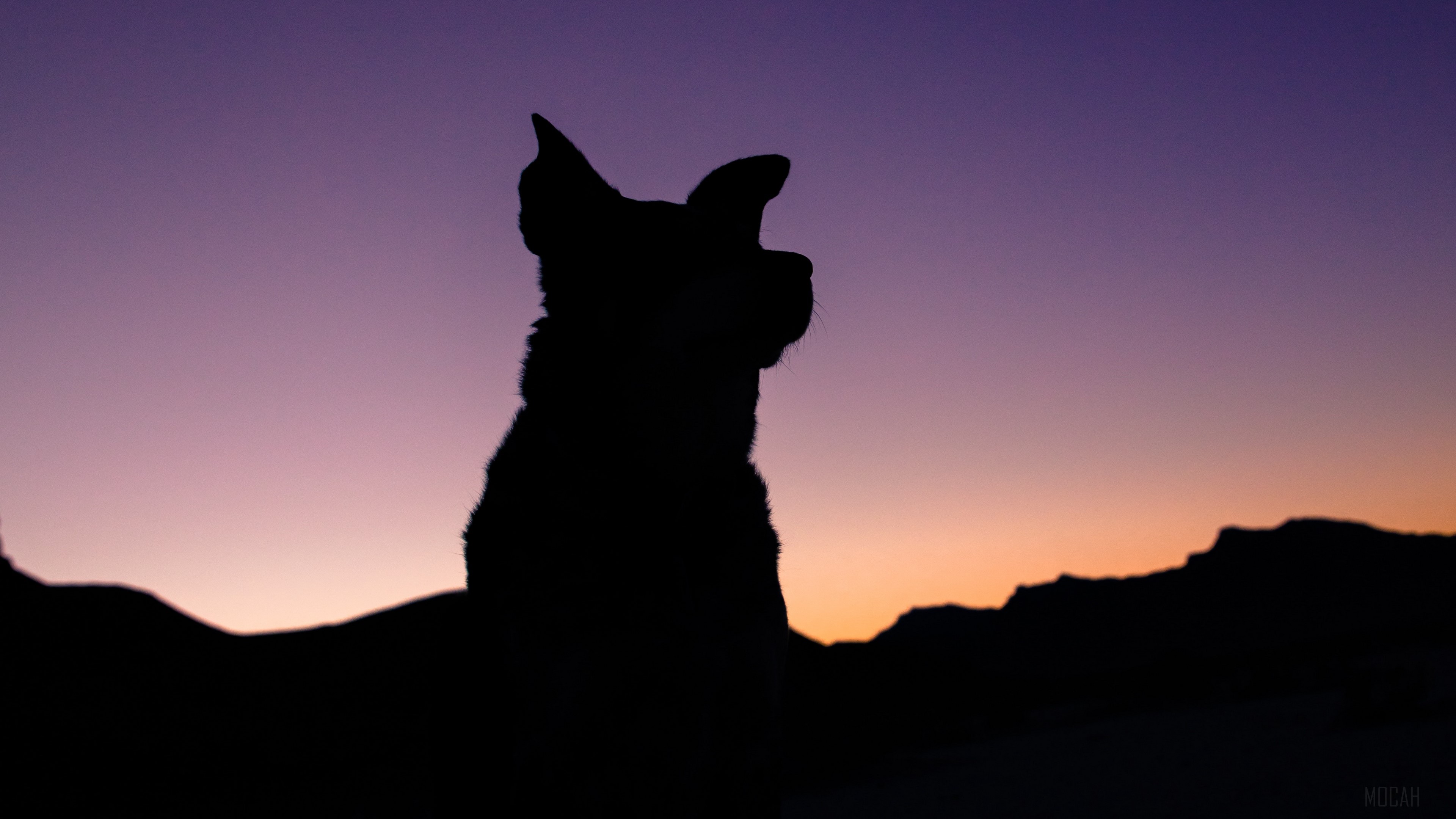 Dog Silhouette Against Purple and Orange Sunset Sky 4K HD Wallpaper