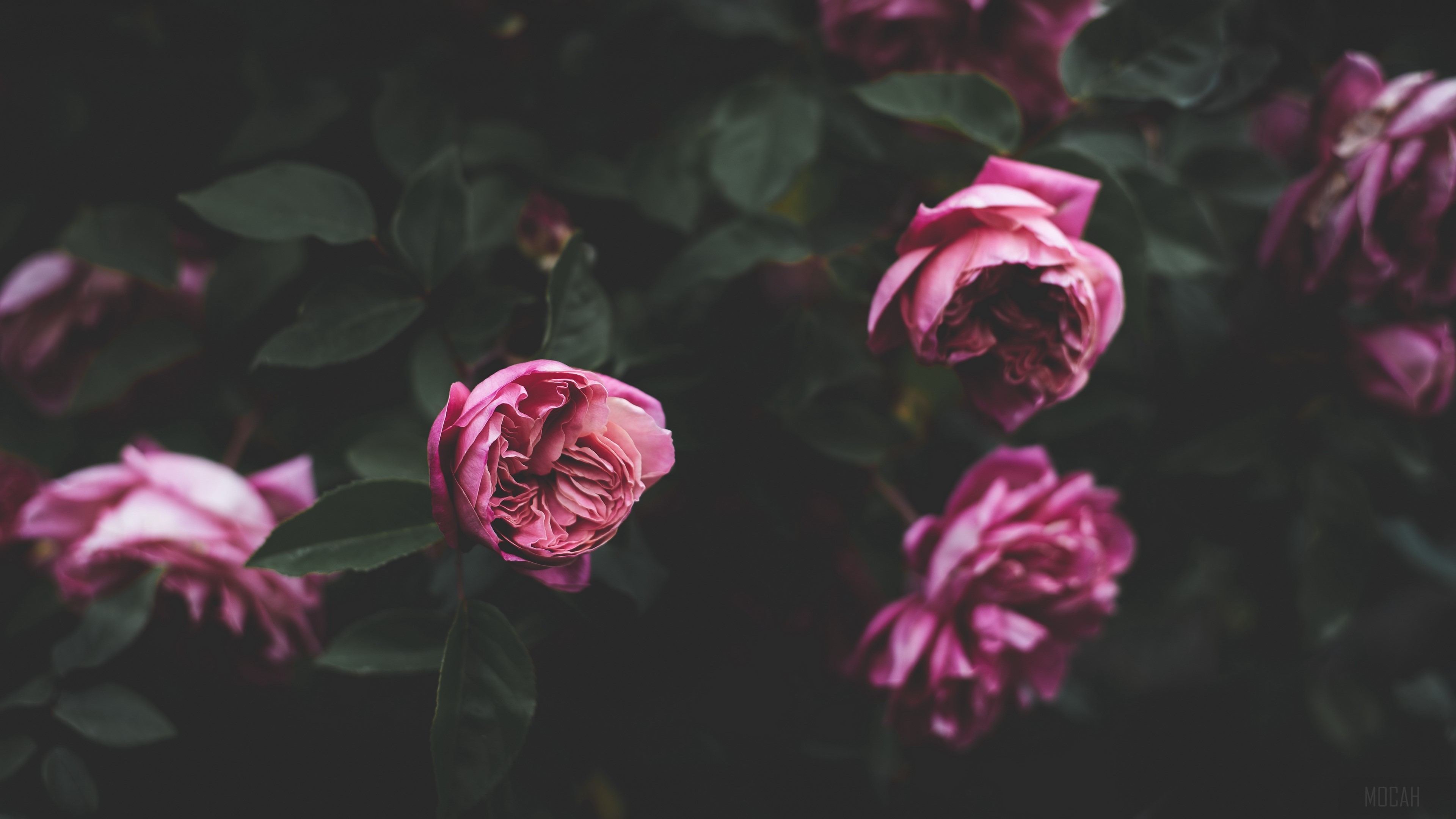Pink roses on a dark background 4K HD Wallpaper