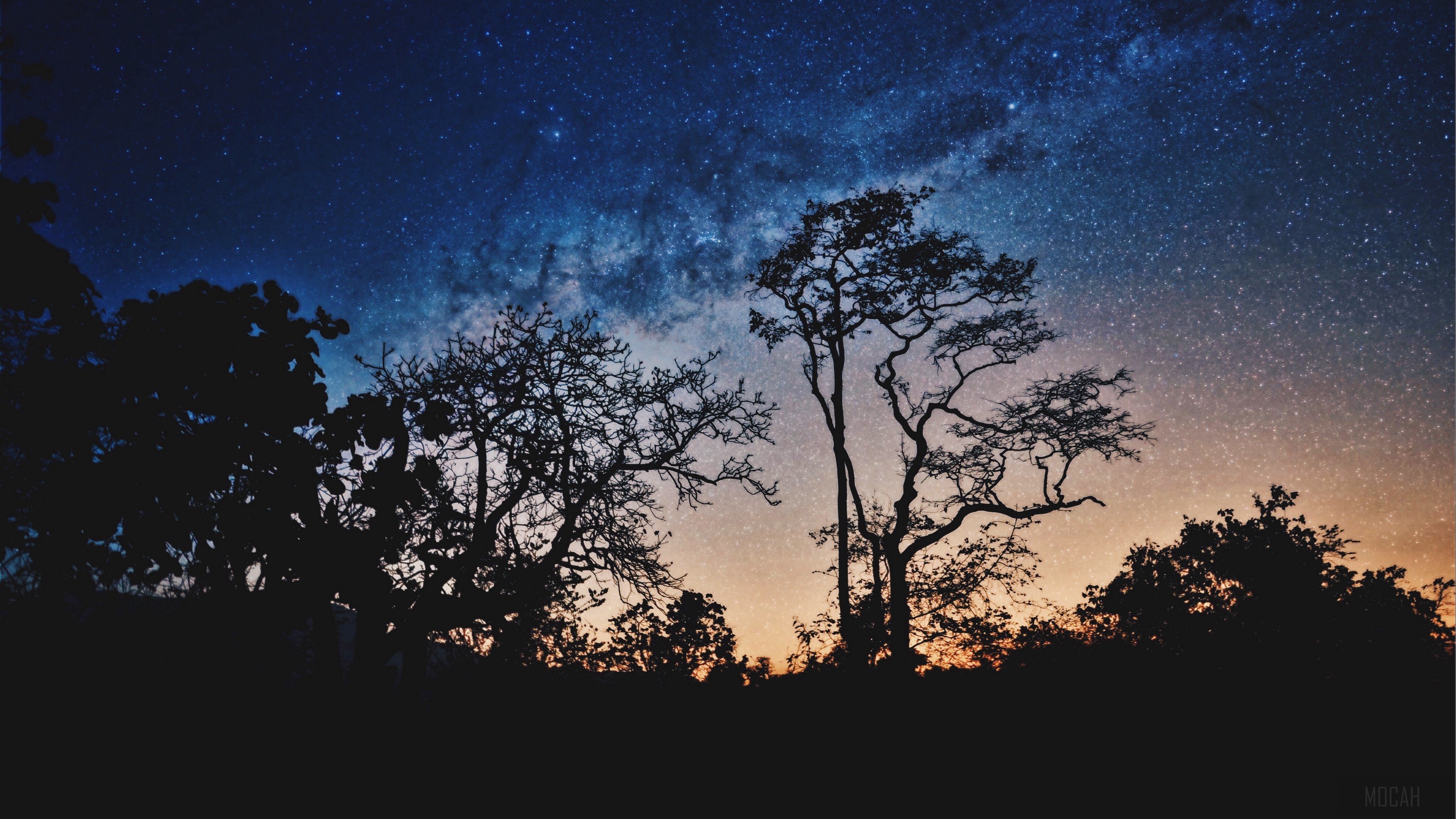 Trees silhouetted against the Milky Way sky 4K HD Wallpaper