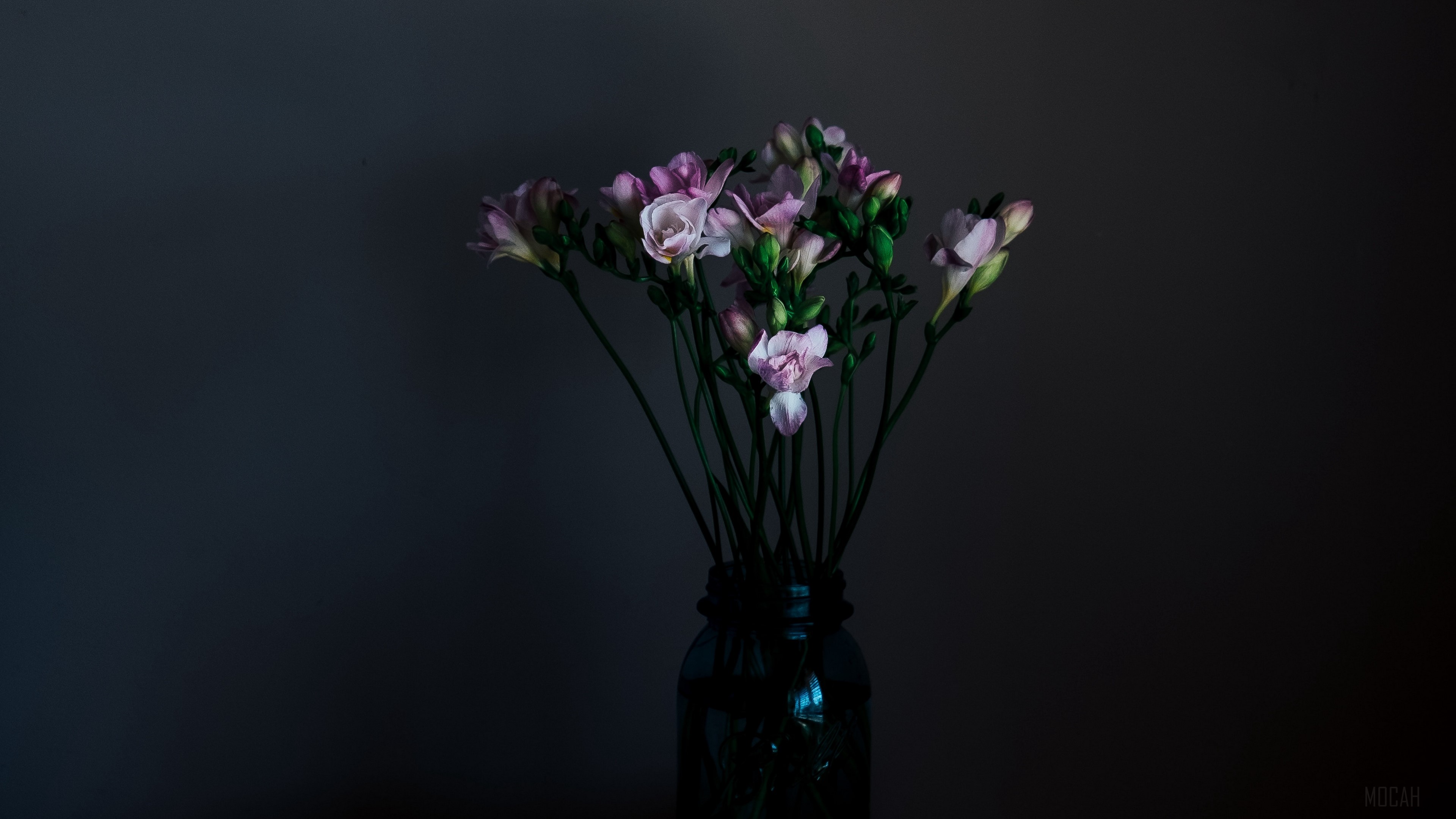 Pink Freesia Flowers in a Dark Vase 4K HD Wallpaper