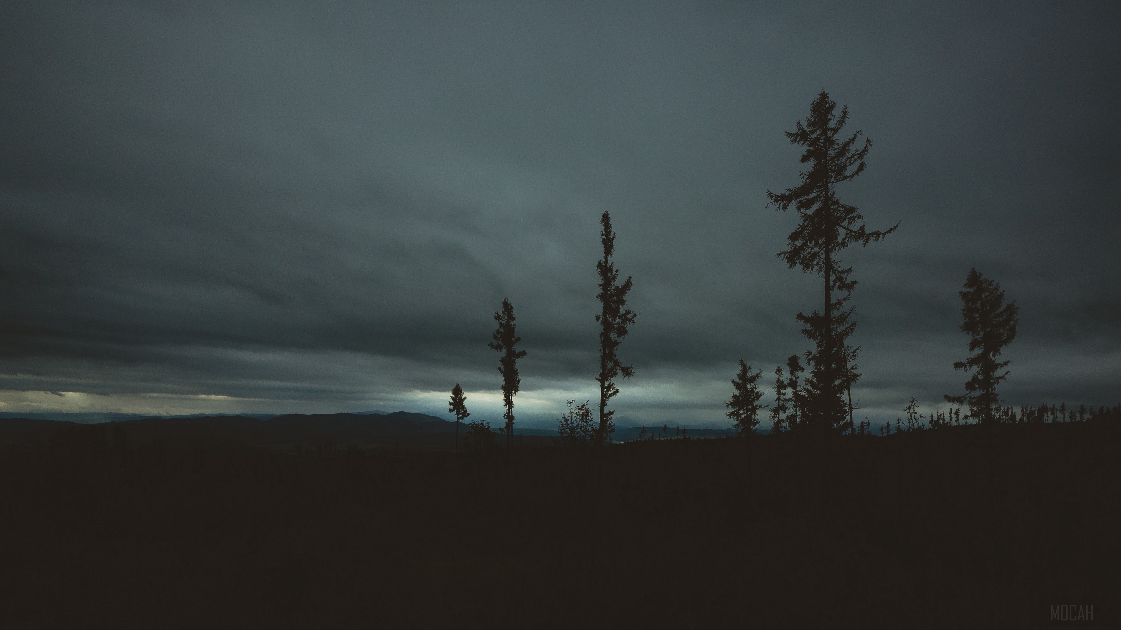 Silhouette of trees against a cloudy evening sky HD Wallpaper