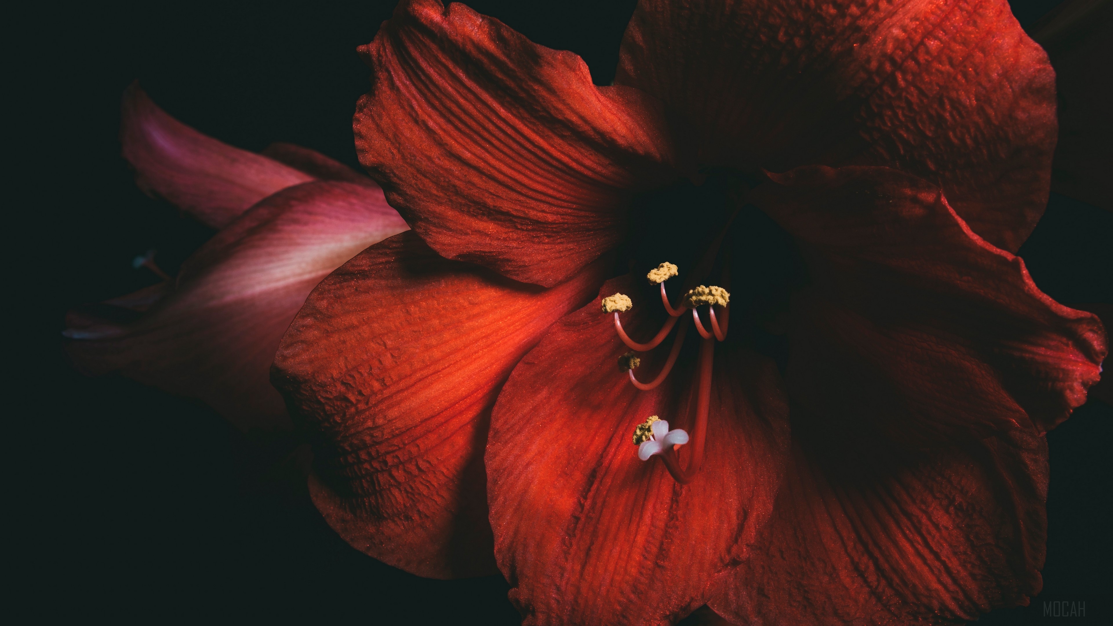 Close-up of a red amaryllis flower HD Wallpaper