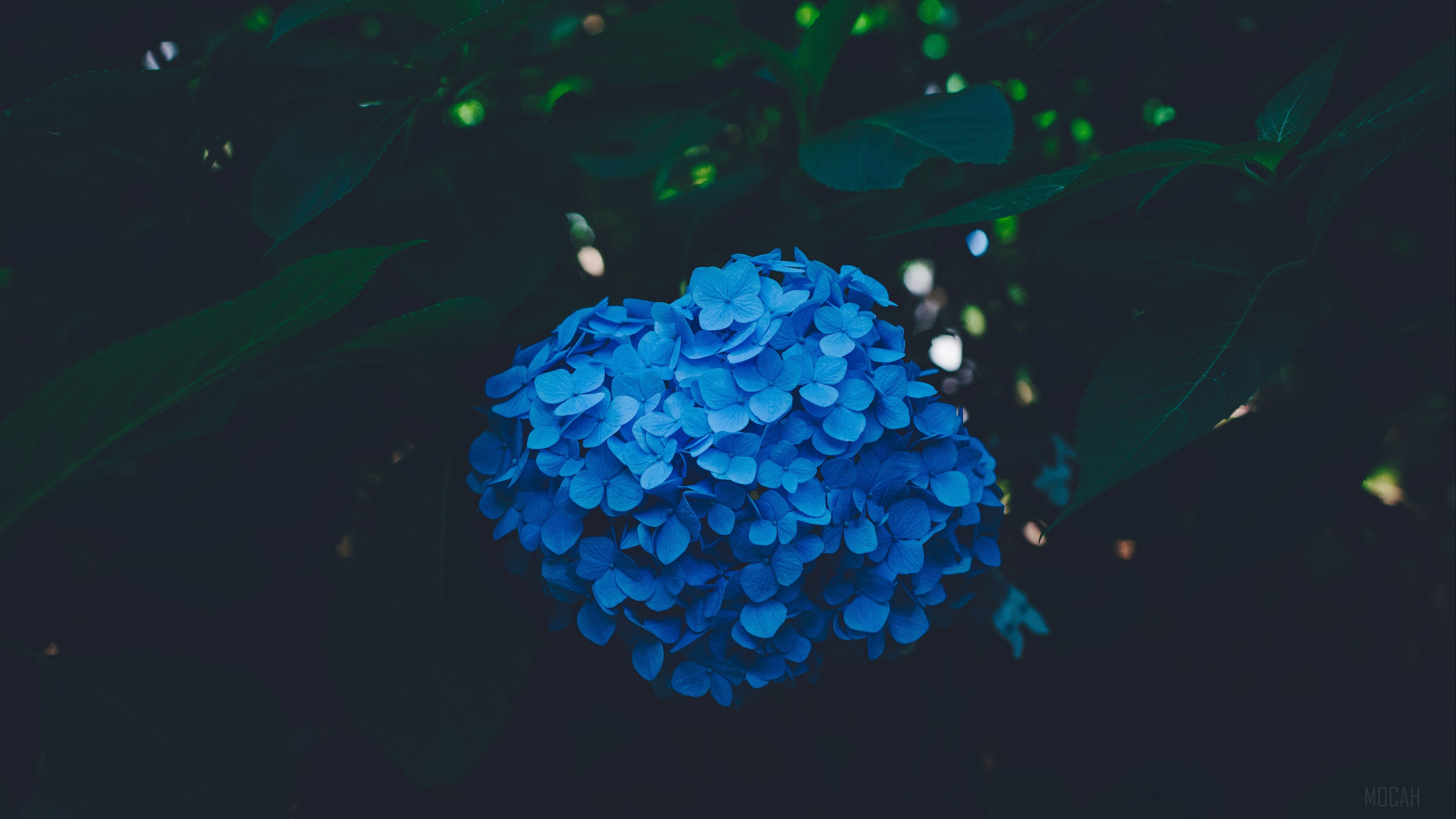 Blue Hydrangea Inflorescence 4K HD Wallpaper