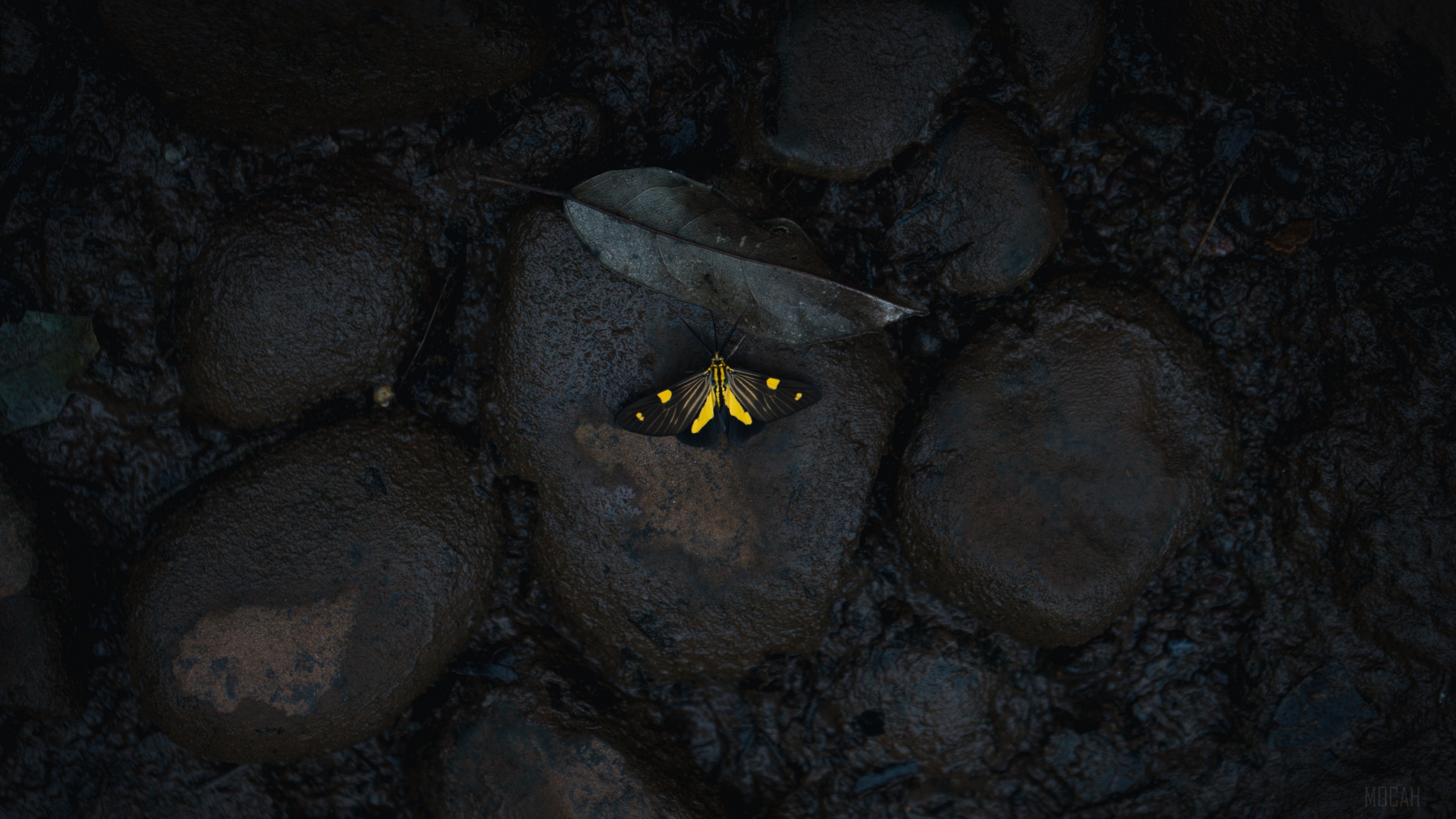 Yellow butterfly on wet stones 4K HD Wallpaper