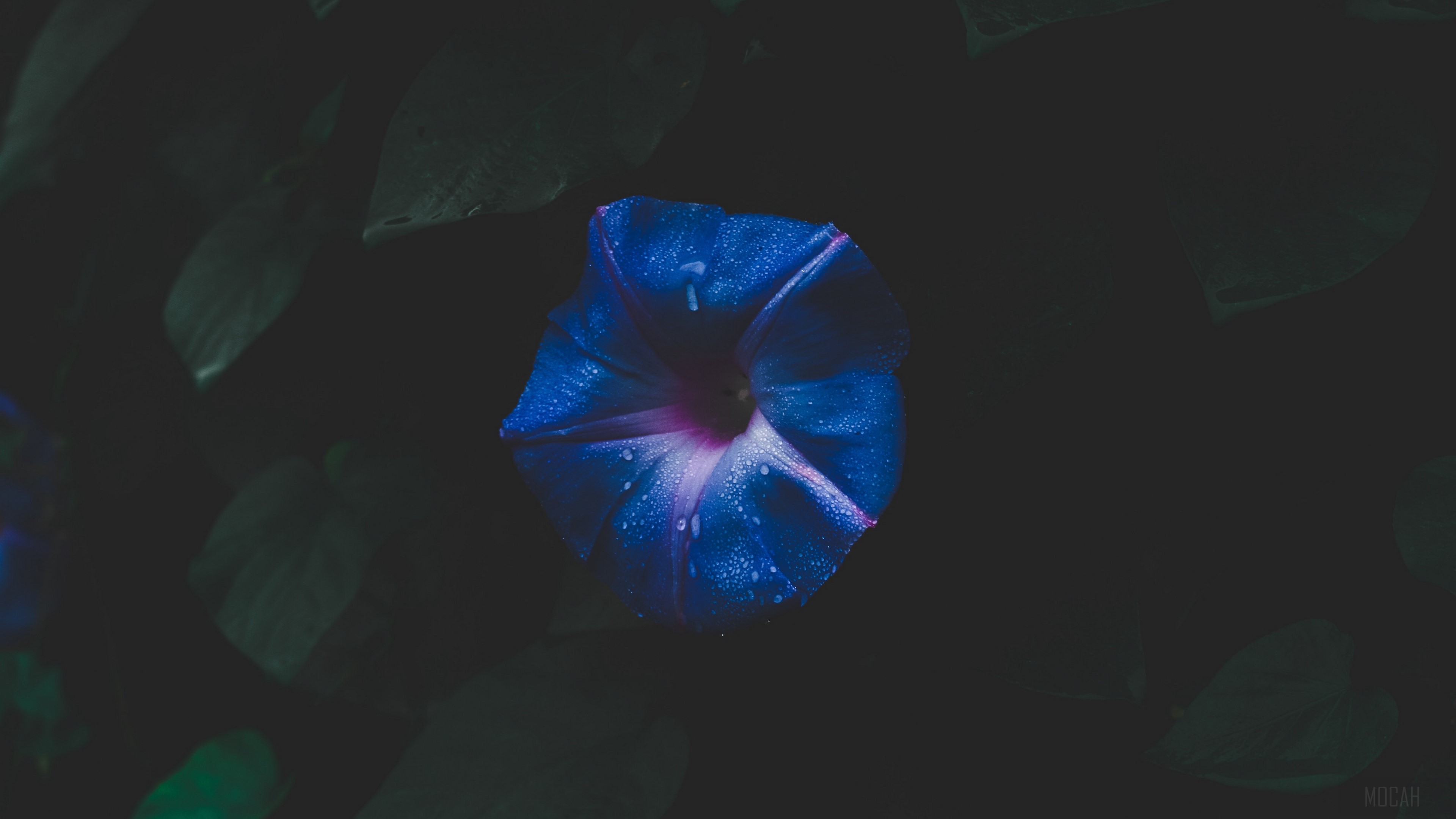 Blue morning glory flower with water droplets HD Wallpaper