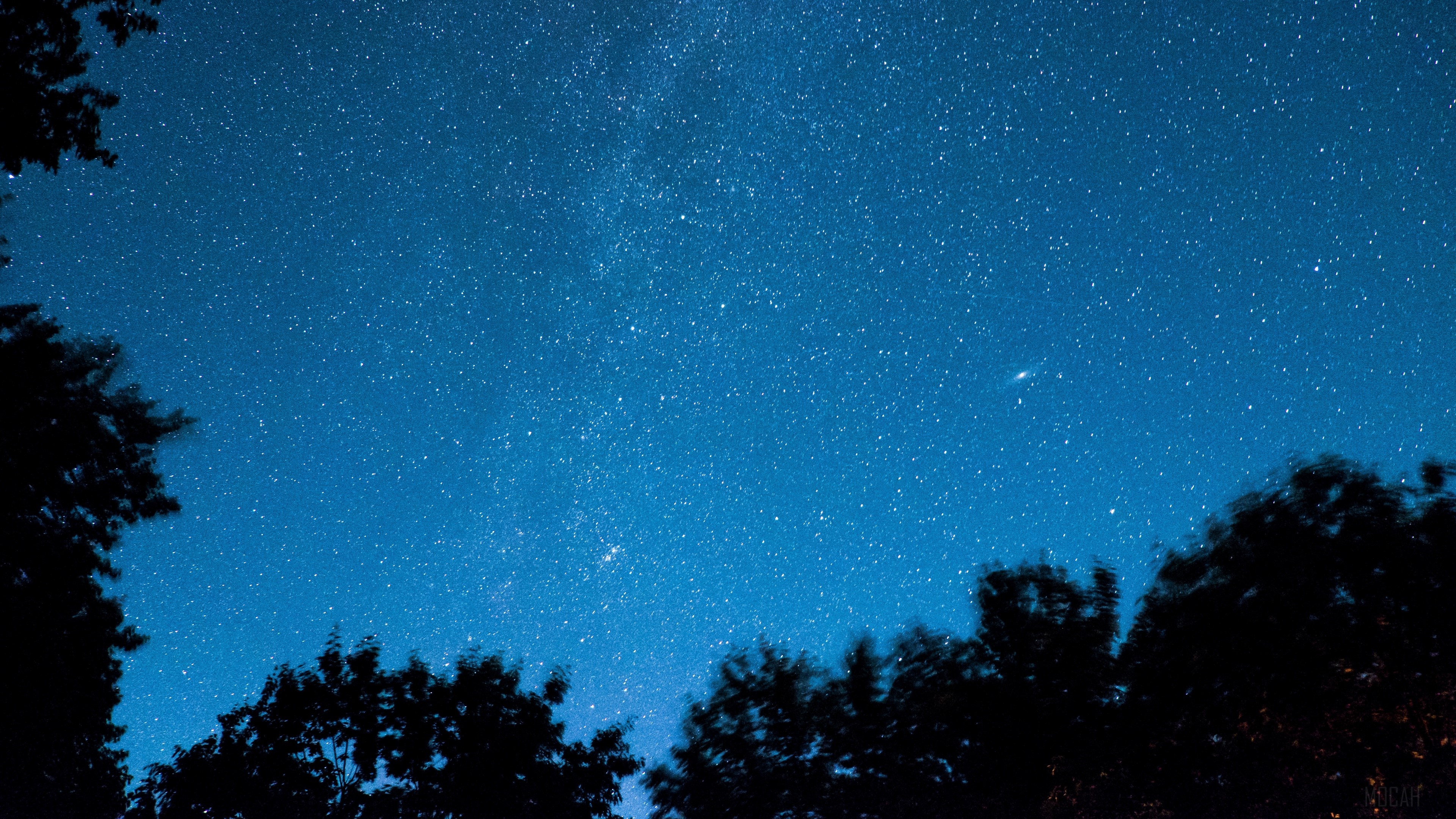 Starry night sky above silhouetted trees HD Wallpaper