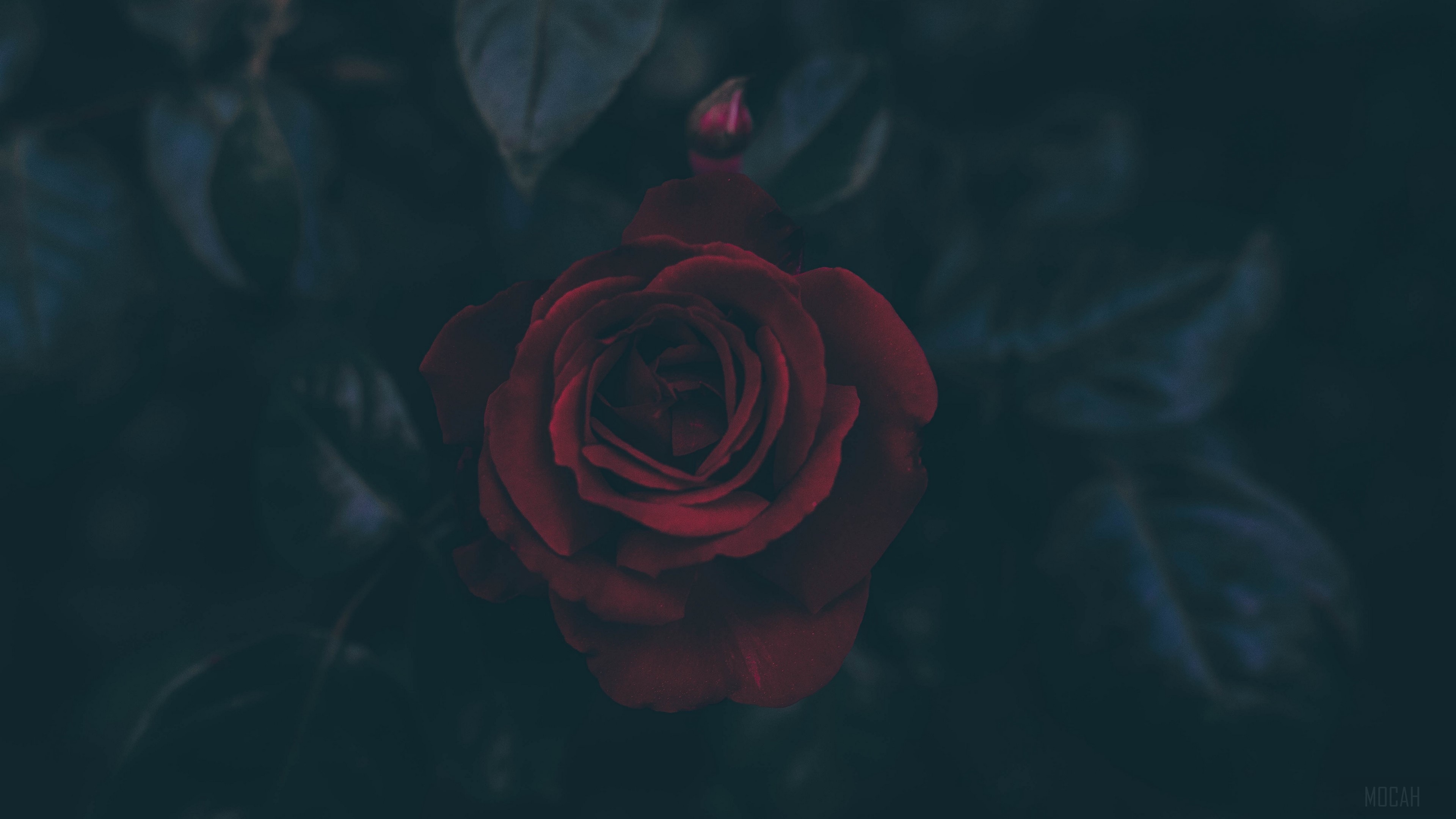 Dark Red Rose with Bud and Leaves 4K HD Wallpaper