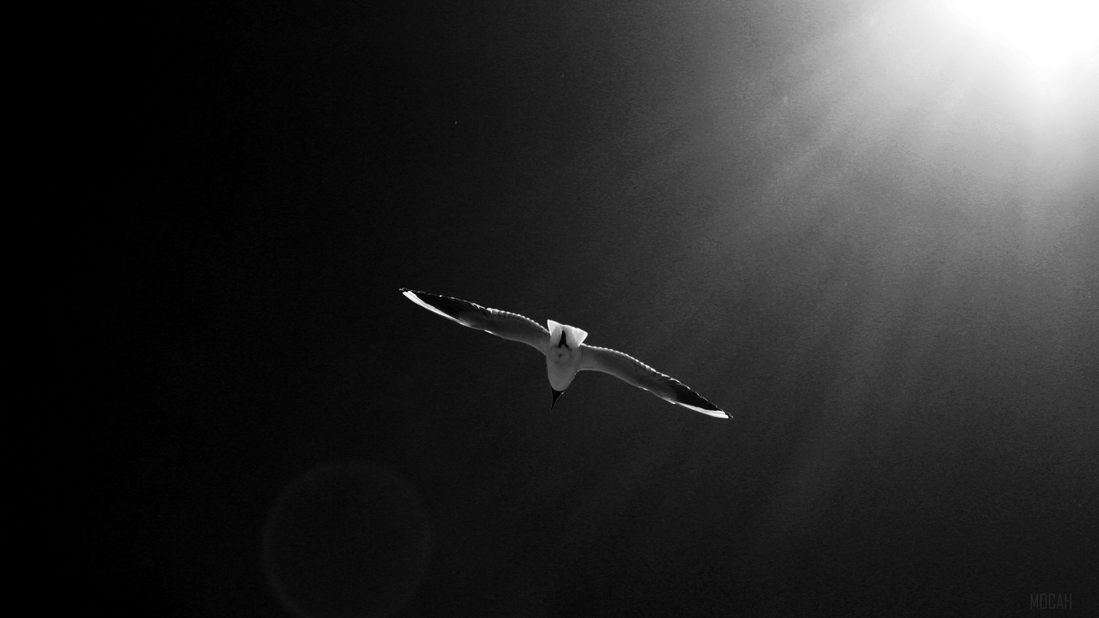 Seagull flying in black and white sky HD Wallpaper