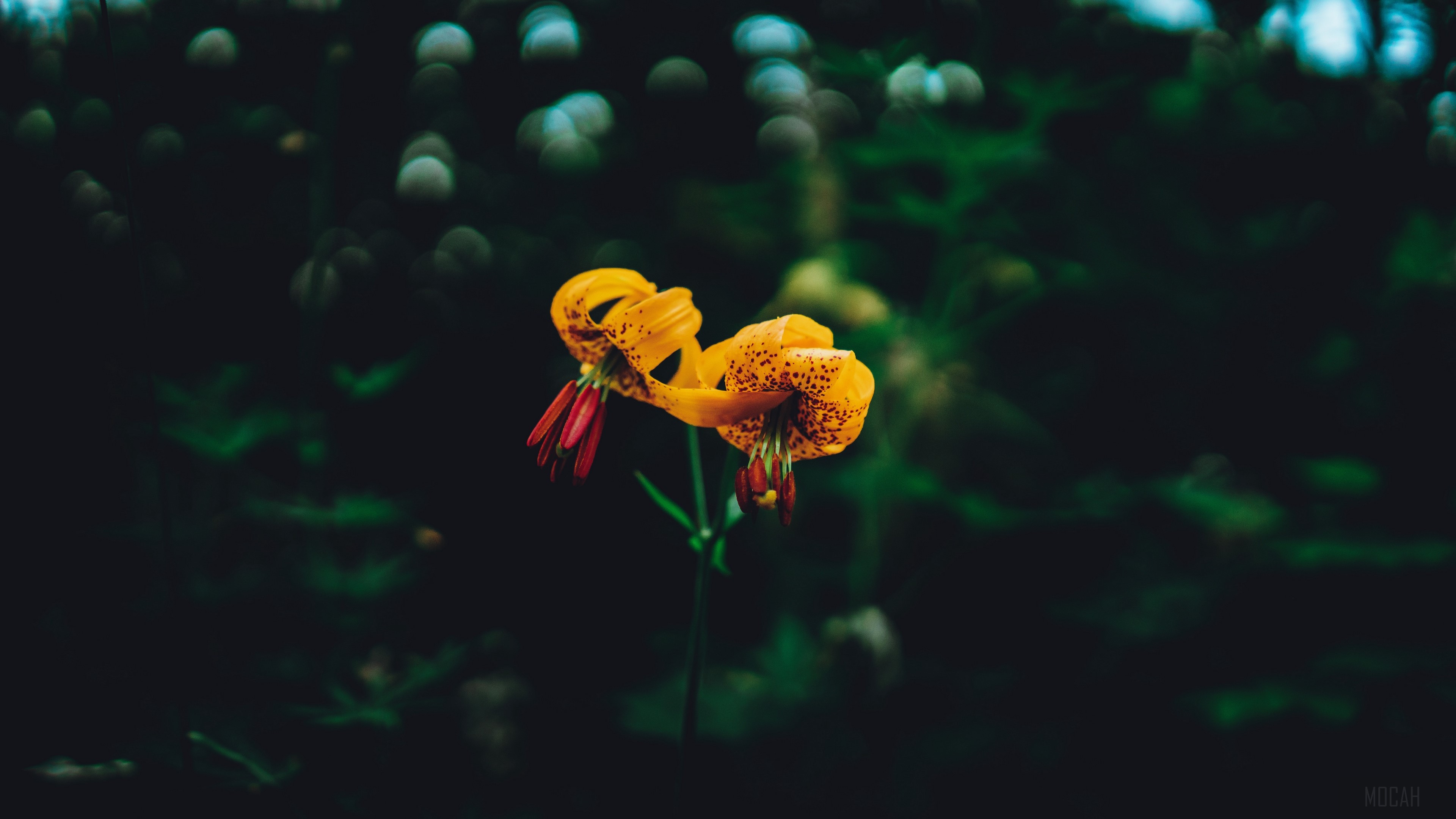Yellow lilies with red stamens in a dark forest HD Wallpaper