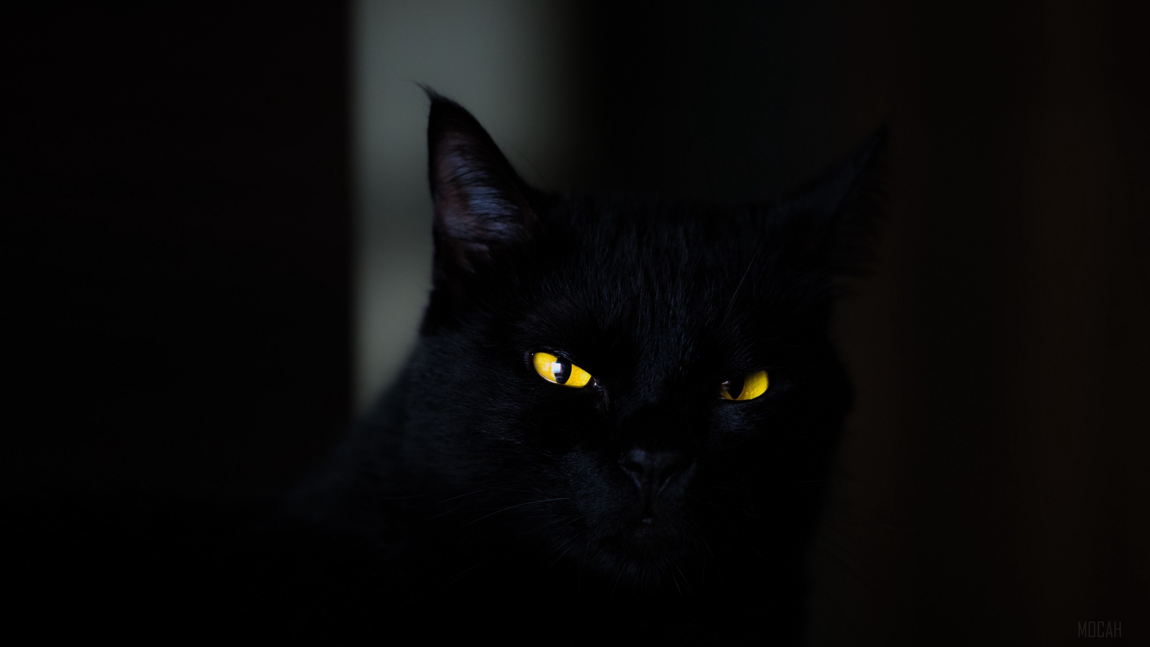 Black cat with yellow eyes 4K HD Wallpaper