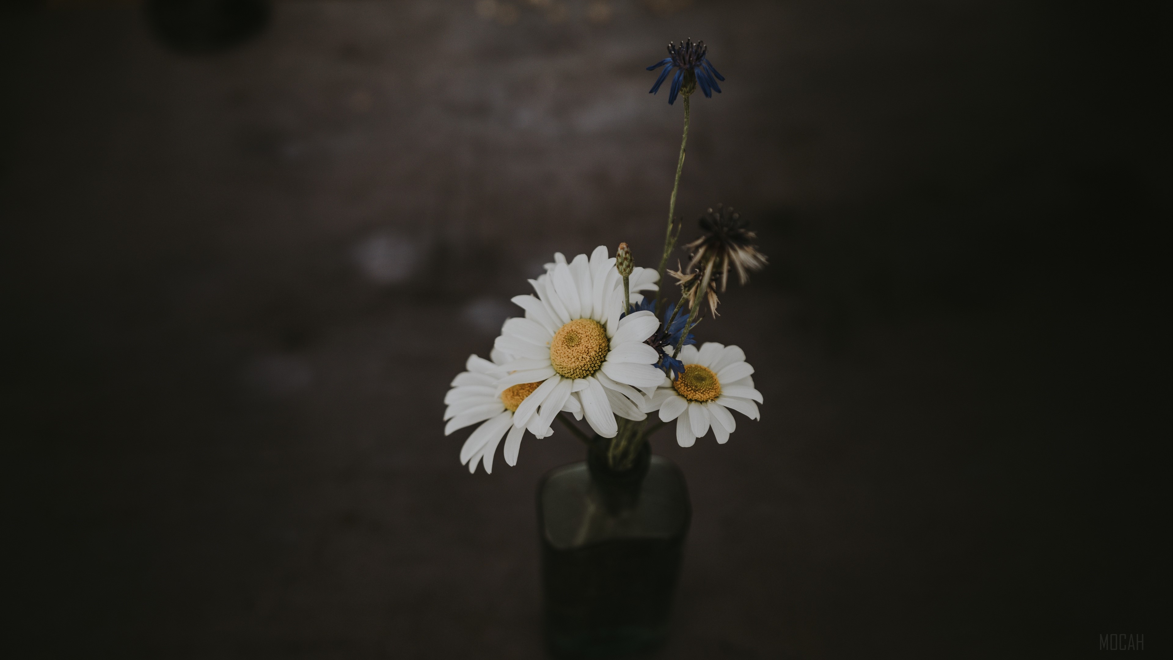 Chamomile Bouquet in Vase with Field Flowers HD Wallpaper