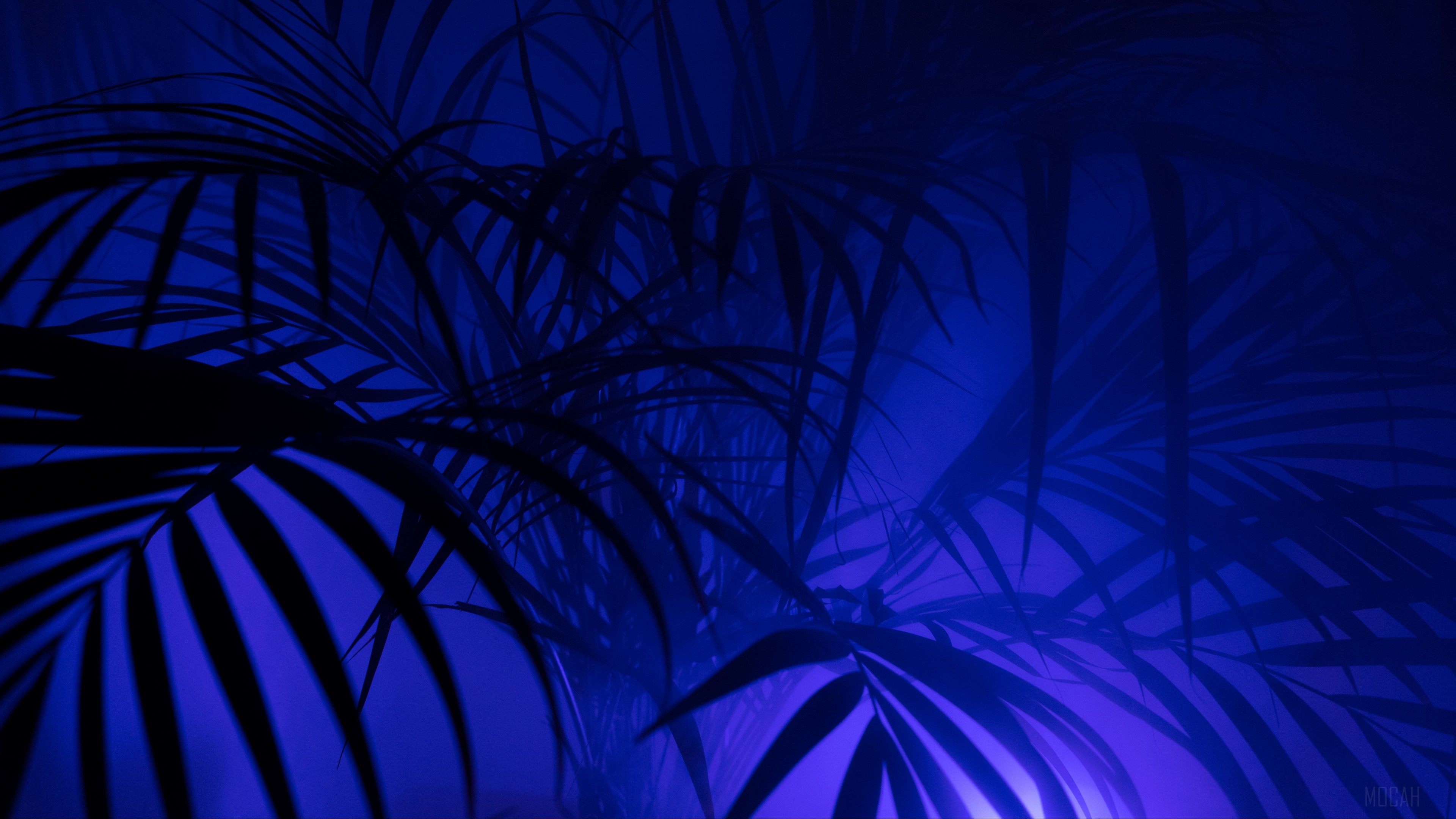 Silhouetted Palm Tree Leaves in Blue Light 4K HD Wallpaper