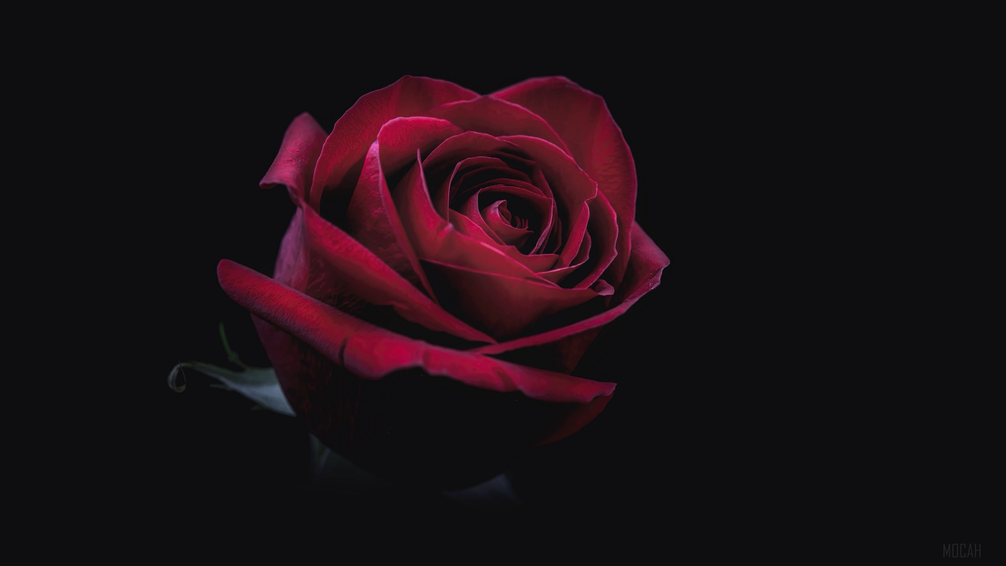 Close-up of a red rose bud in 4K HD Wallpaper