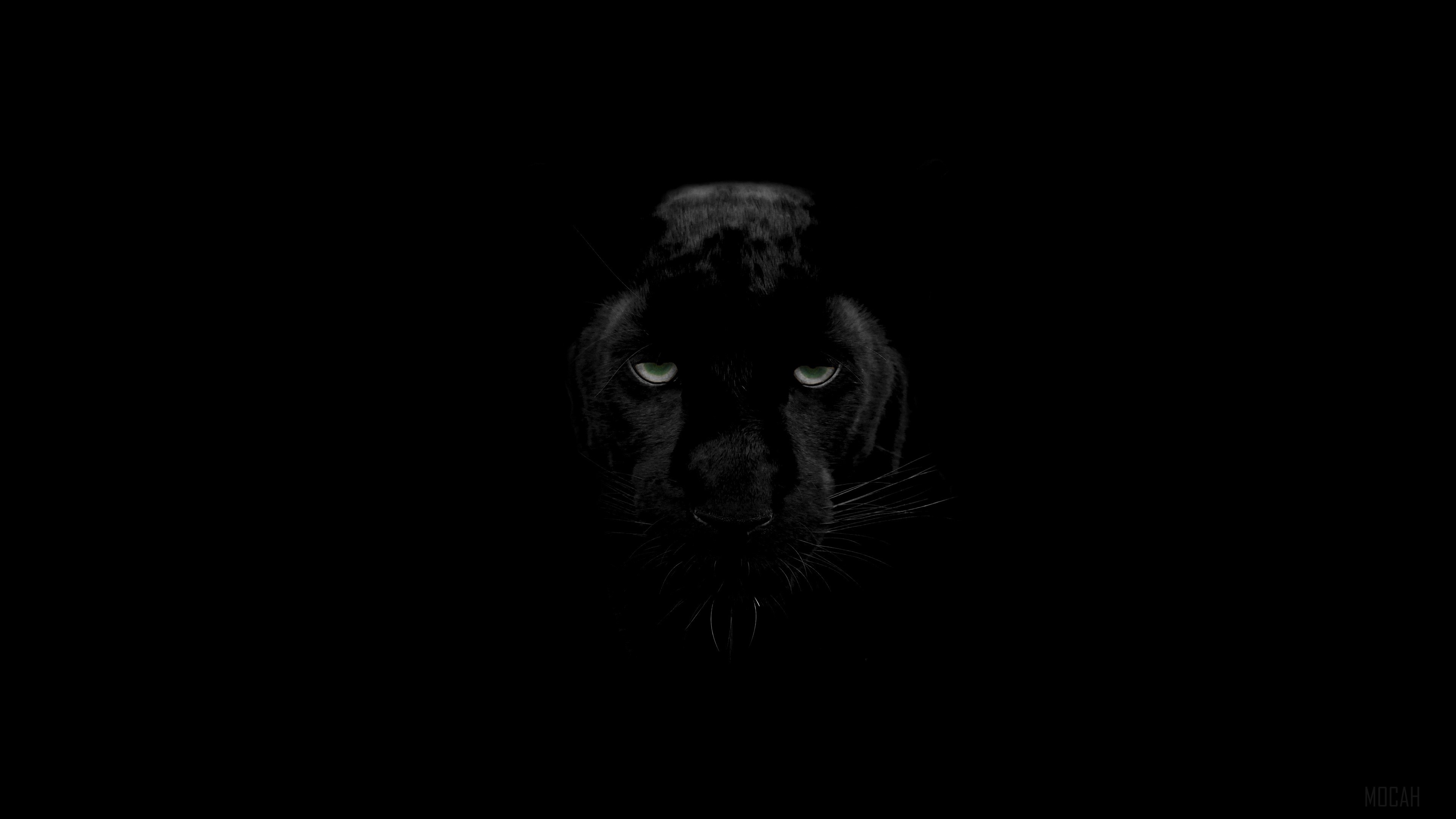 Black Panther with Green Eyes in Darkness 4K HD Wallpaper