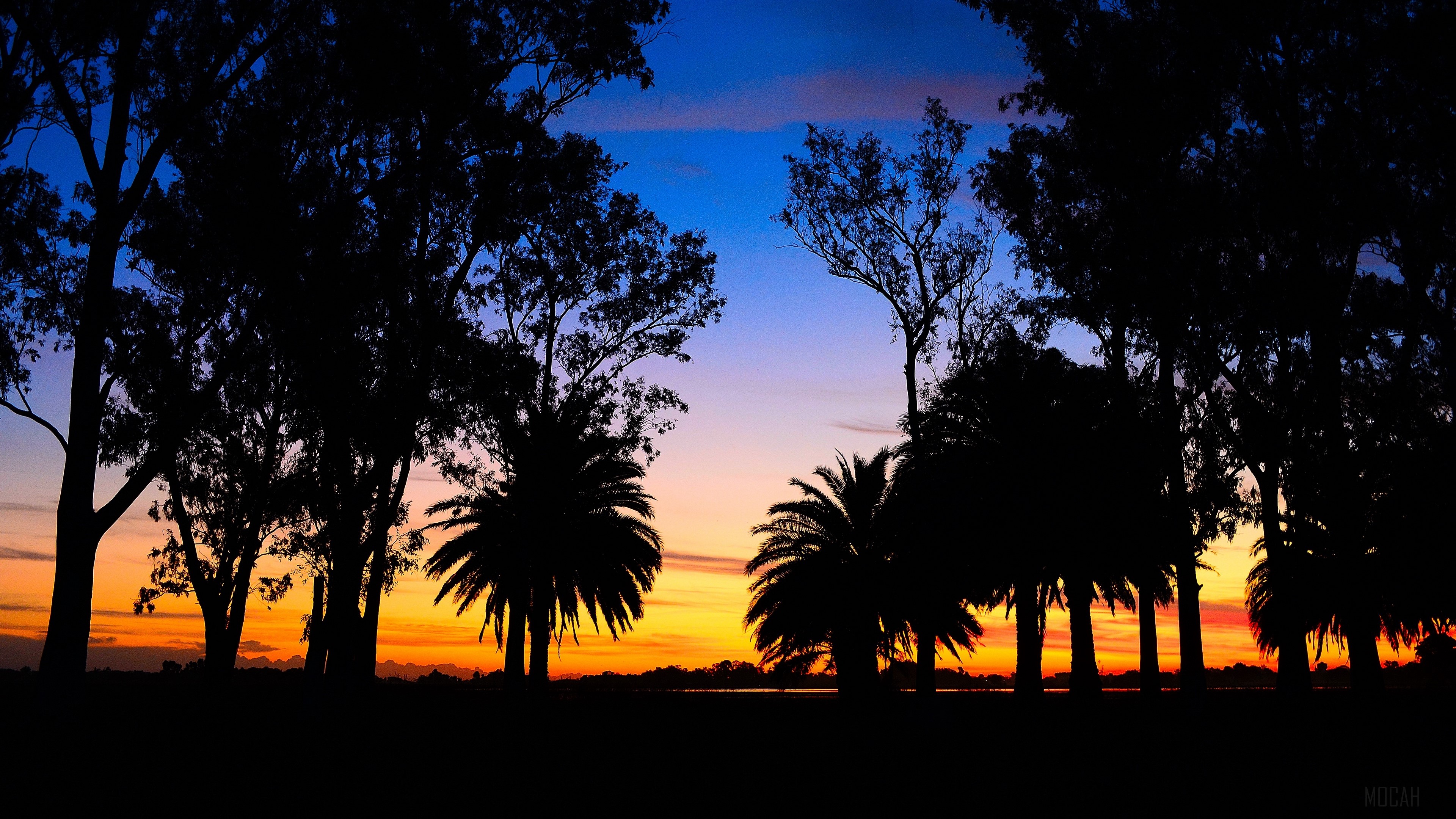 Silhouetted trees and palm trees at sunset over a lagoon HD Wallpaper