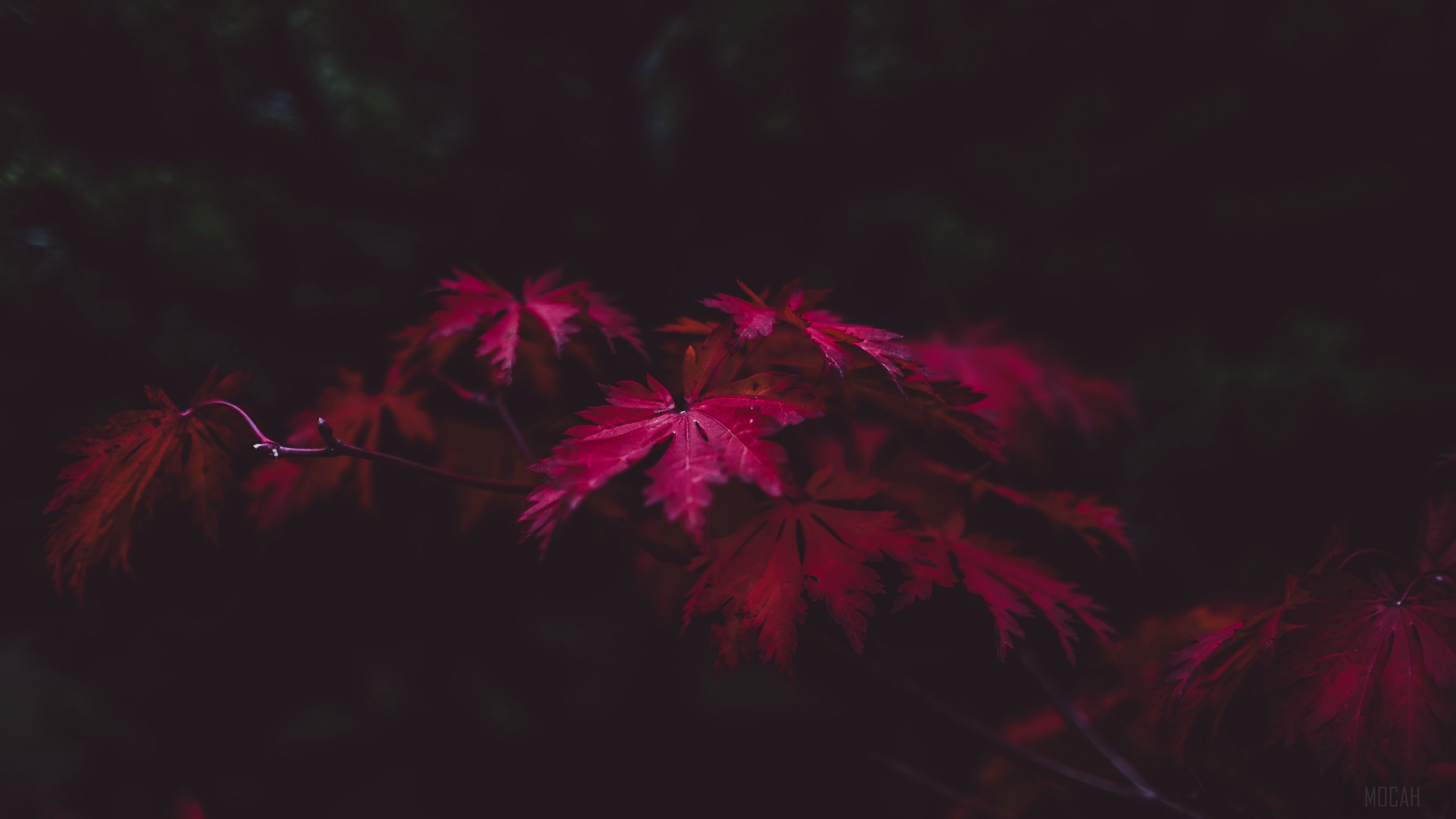 Red maple leaves on a dark background 4K HD Wallpaper