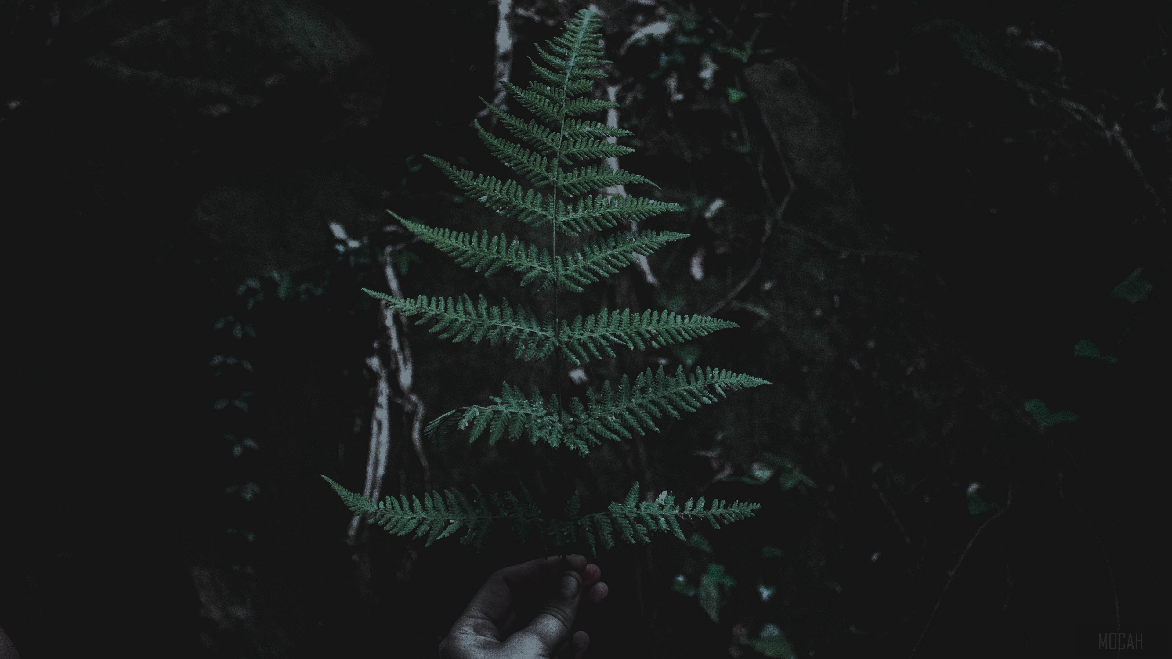Dark forest with a fern leaf HD Wallpaper
