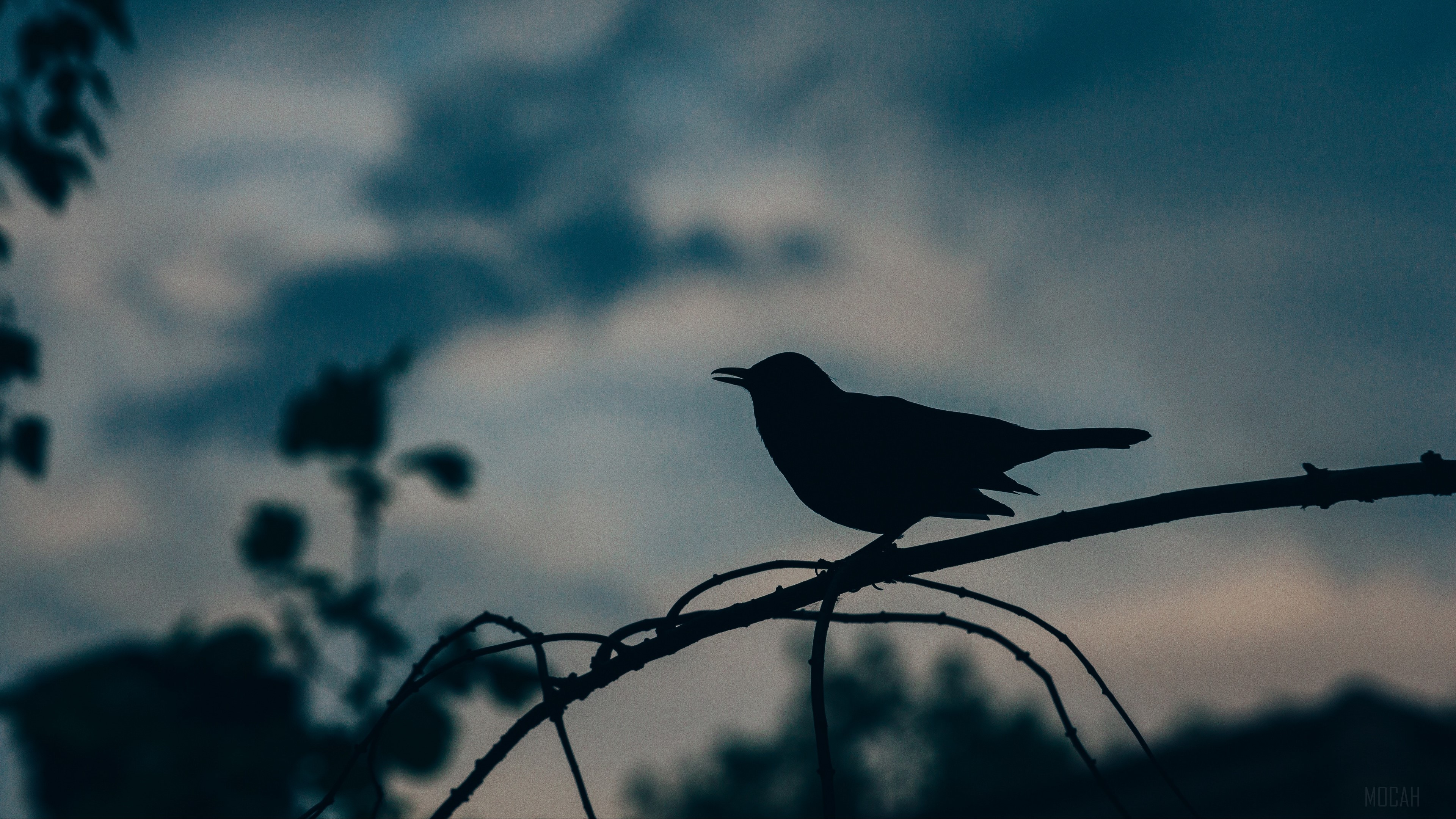 Silhouette of a bird on a branch 4K HD Wallpaper