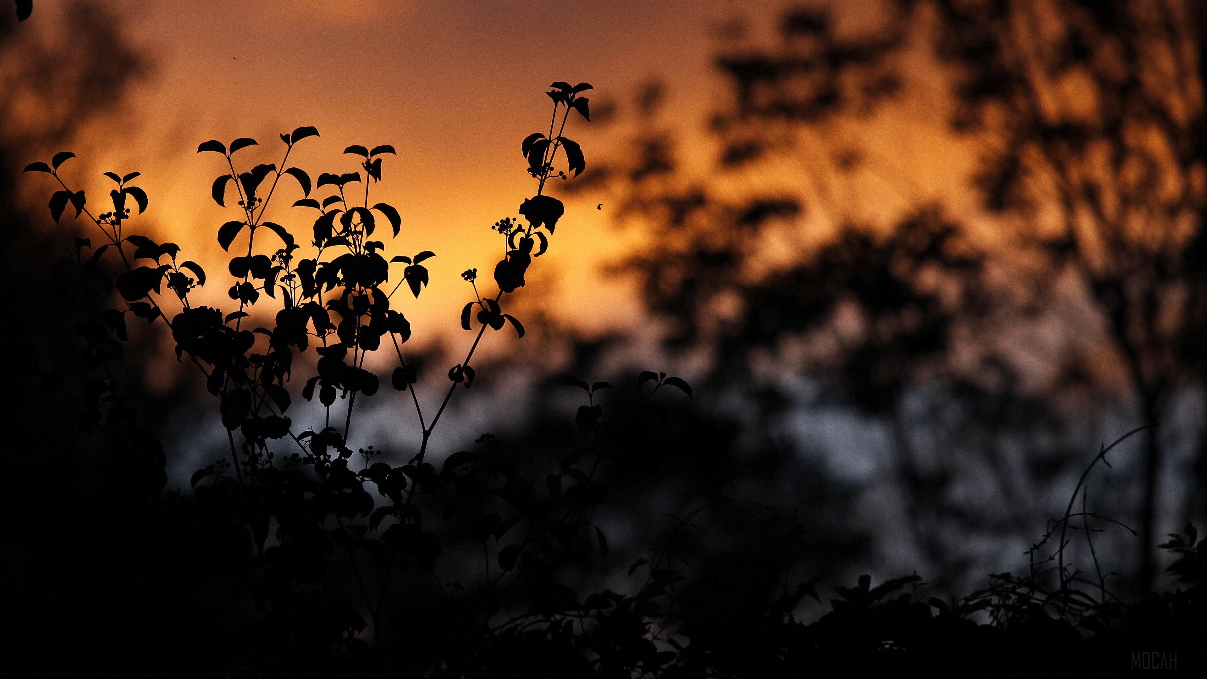 Silhouettes of plants against a sunset HD Wallpaper