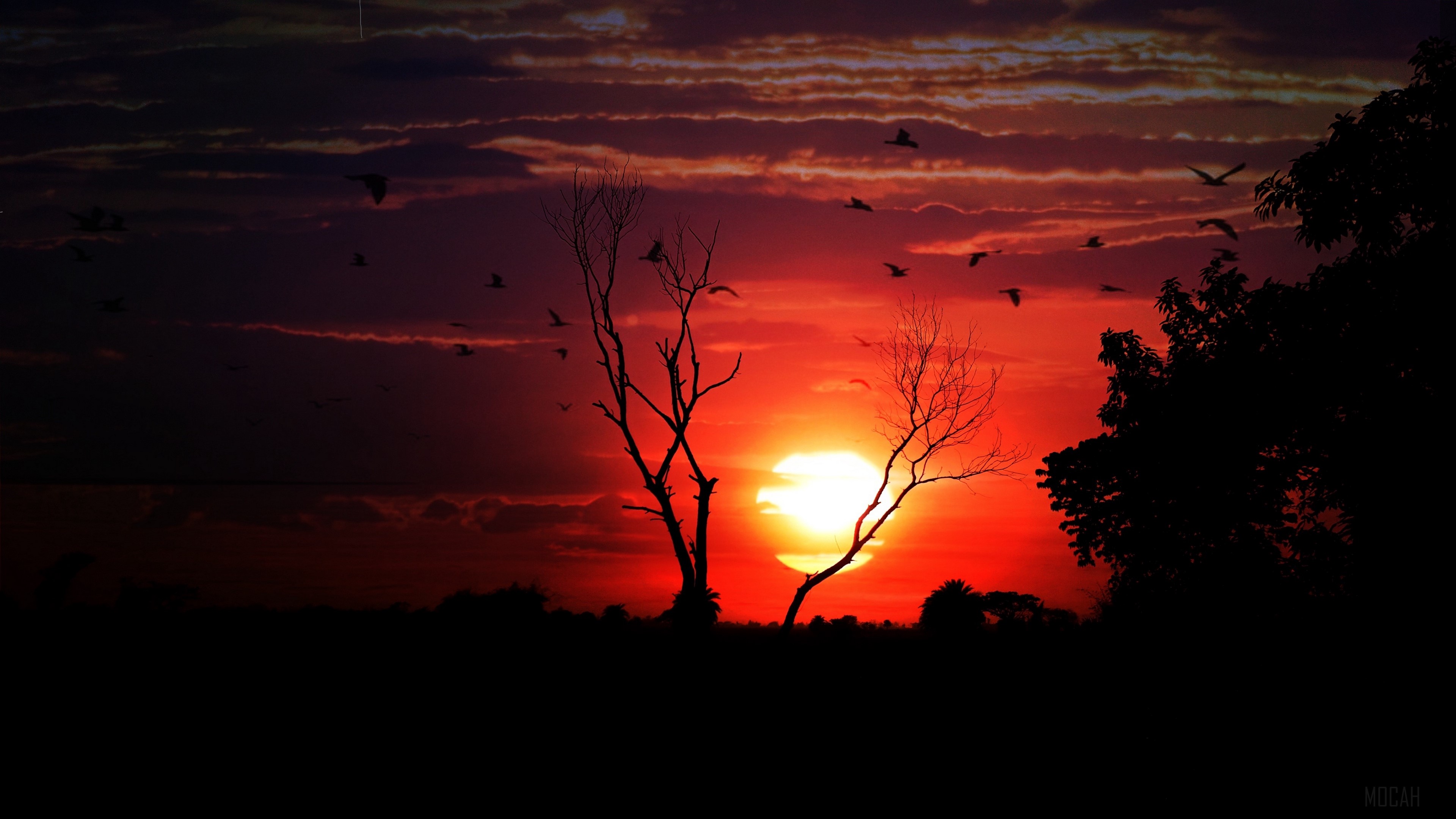 Sunset with silhouette trees and birds 4K HD Wallpaper